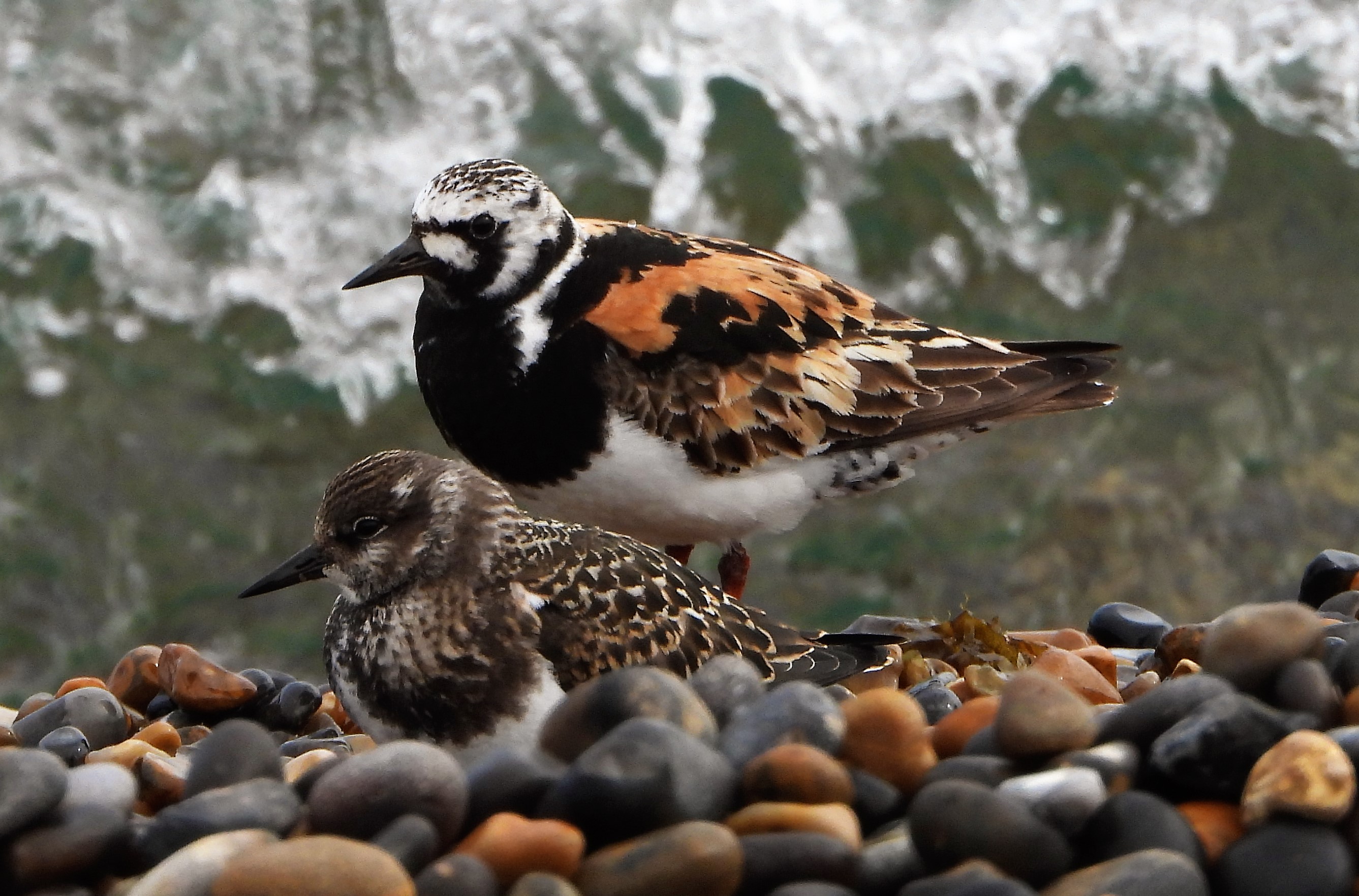 Turnstone - 13-08-2021