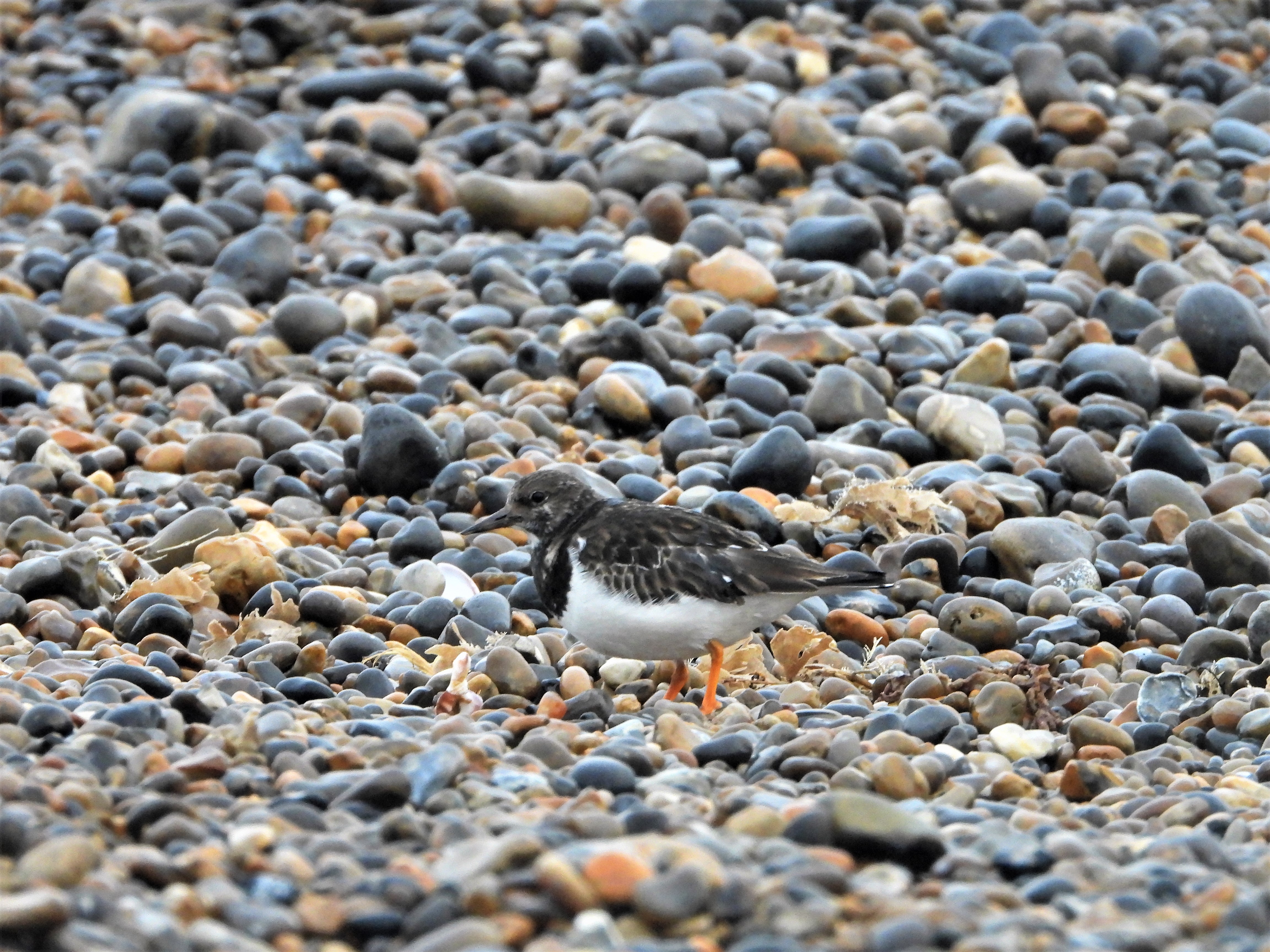 Turnstone - 14-12-2021