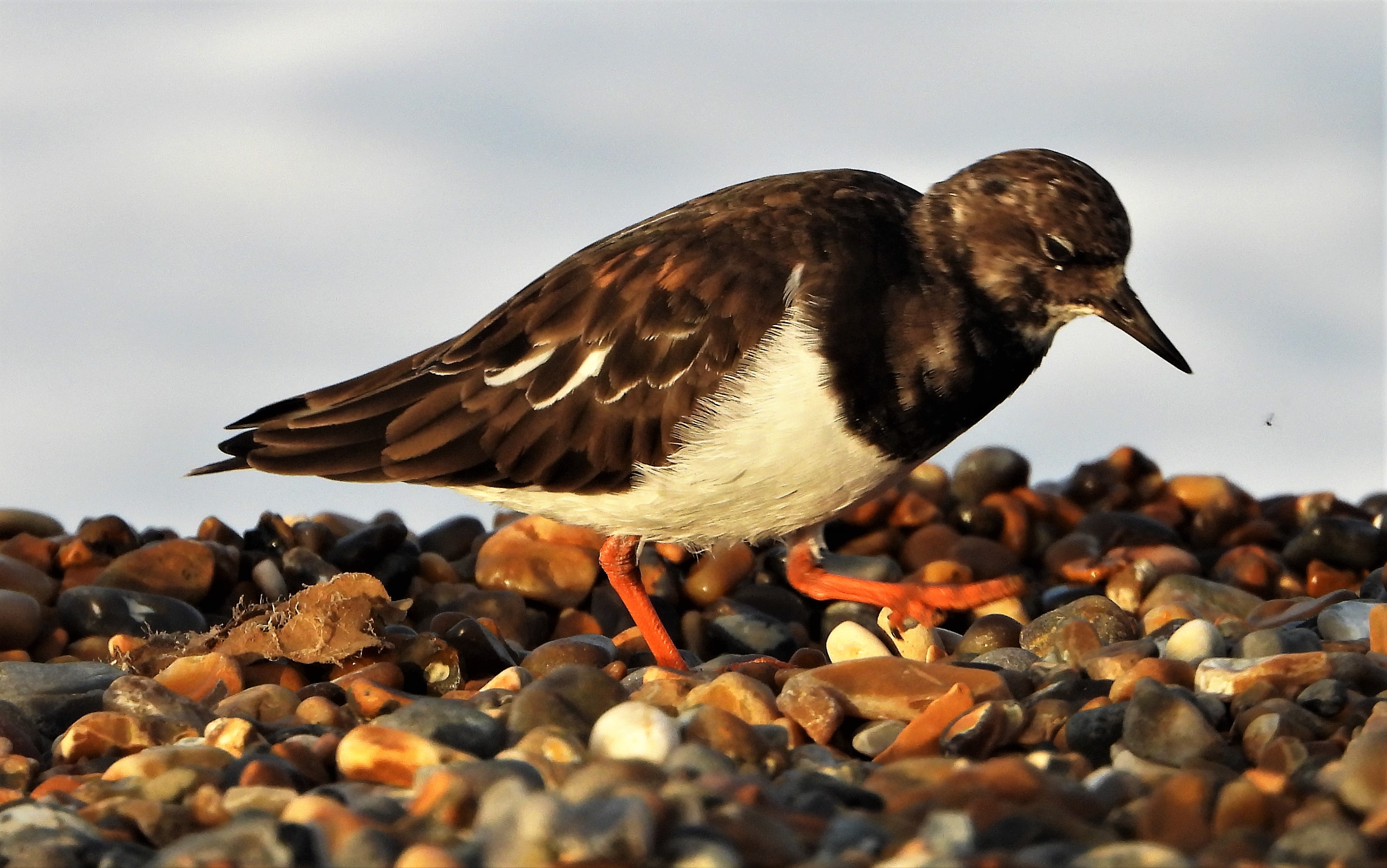 Turnstone - 16-10-2021