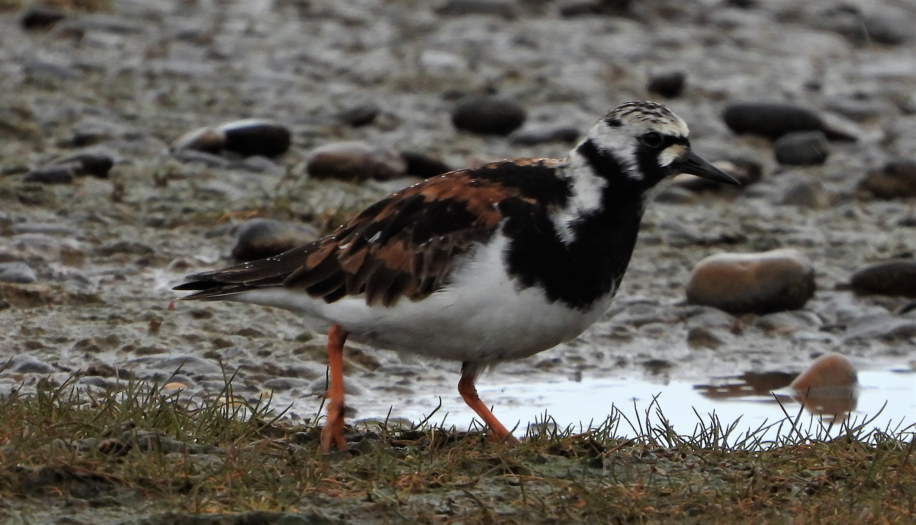 Turnstone - 06-05-2021