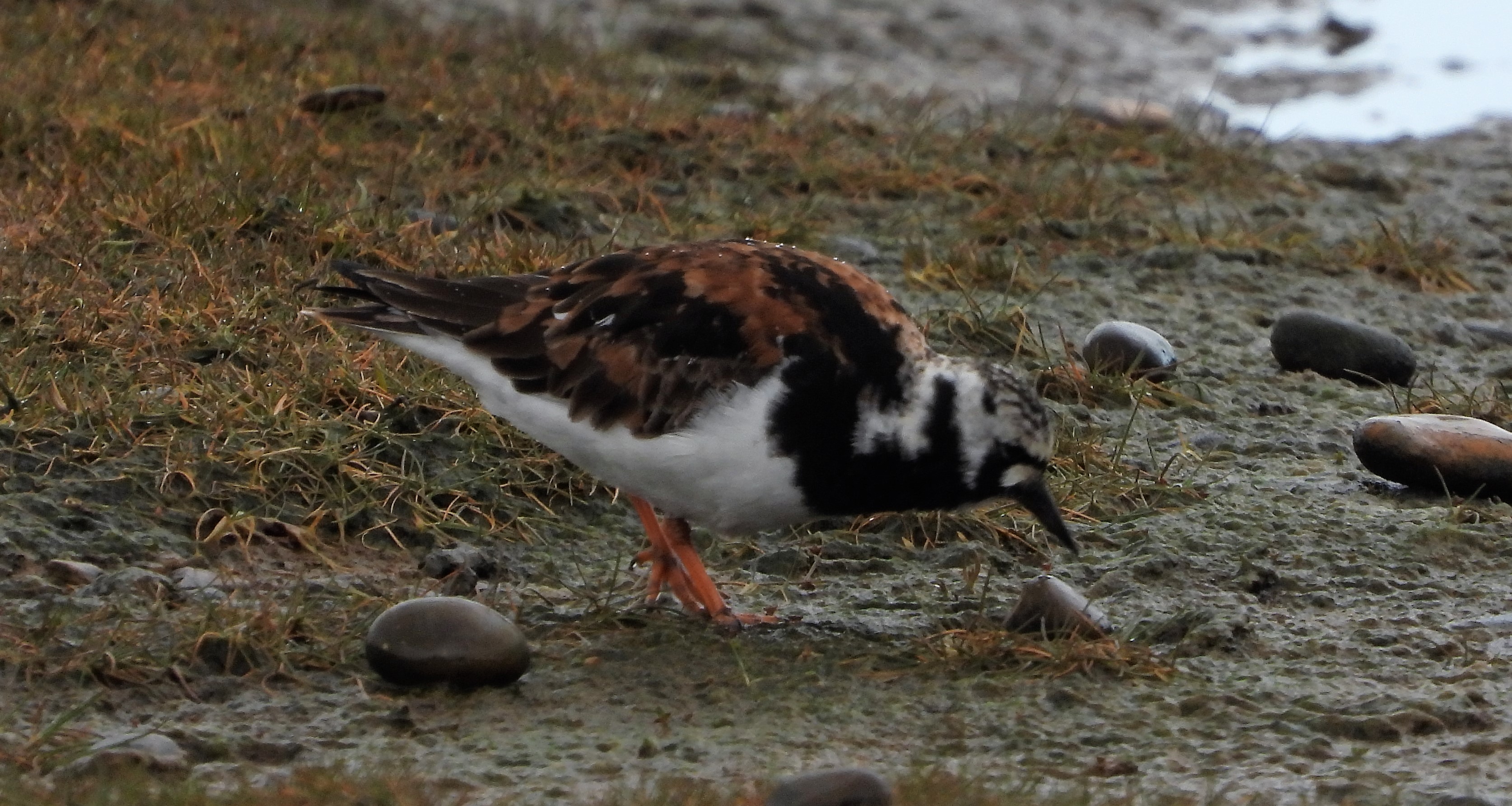 Turnstone - 06-05-2021