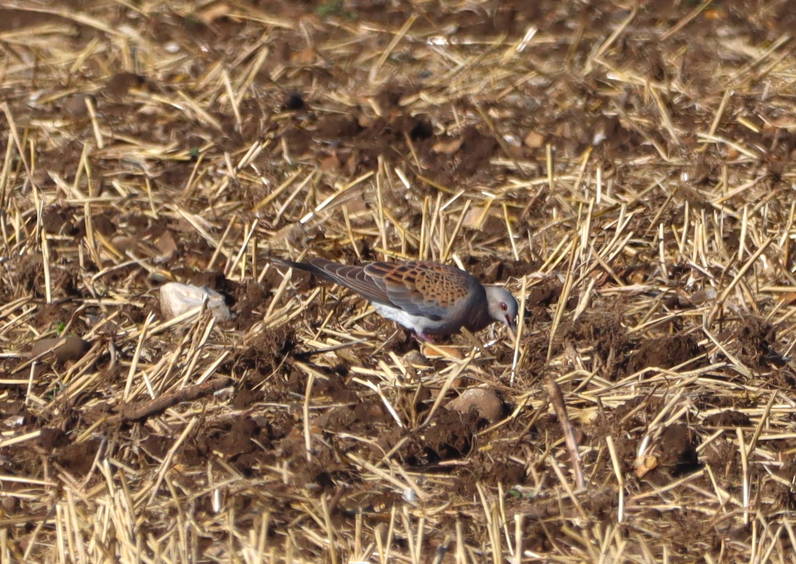 Turtle Dove - 30-08-2025