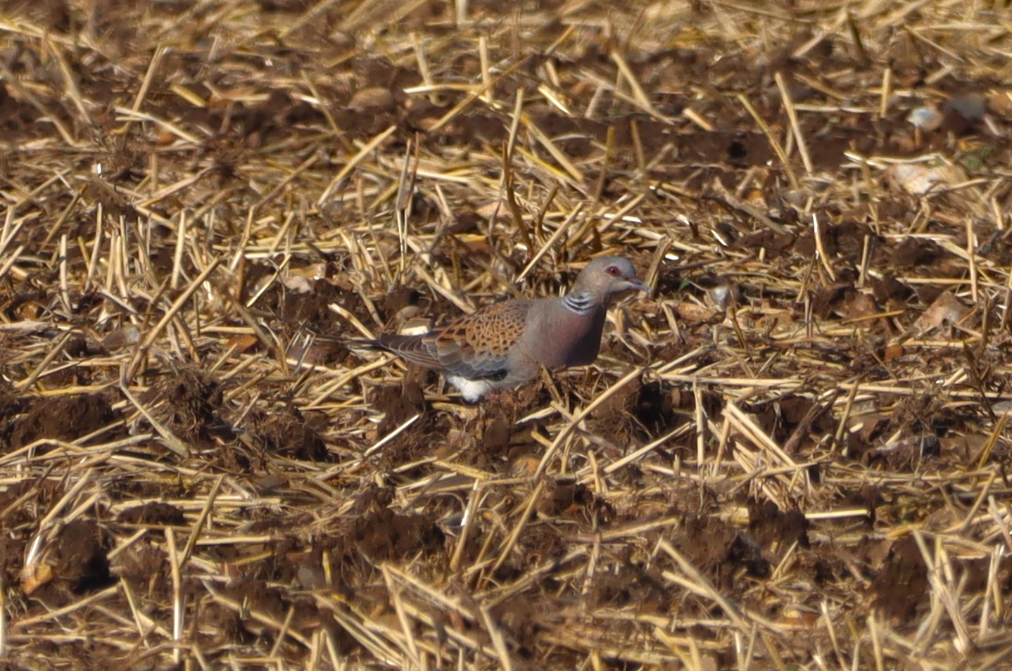 Turtle Dove - 30-08-2025