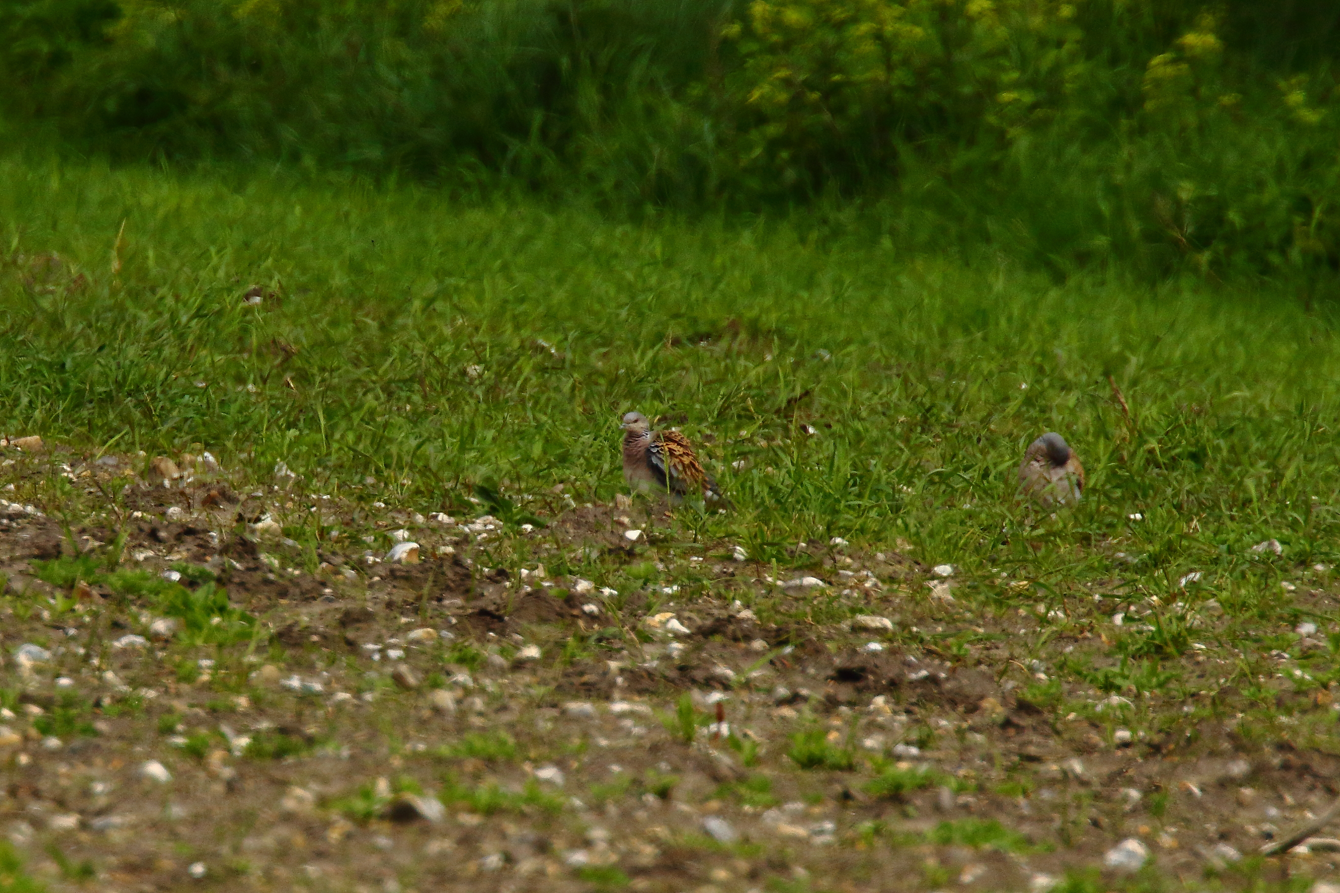 Turtle Dove - 18-05-2021