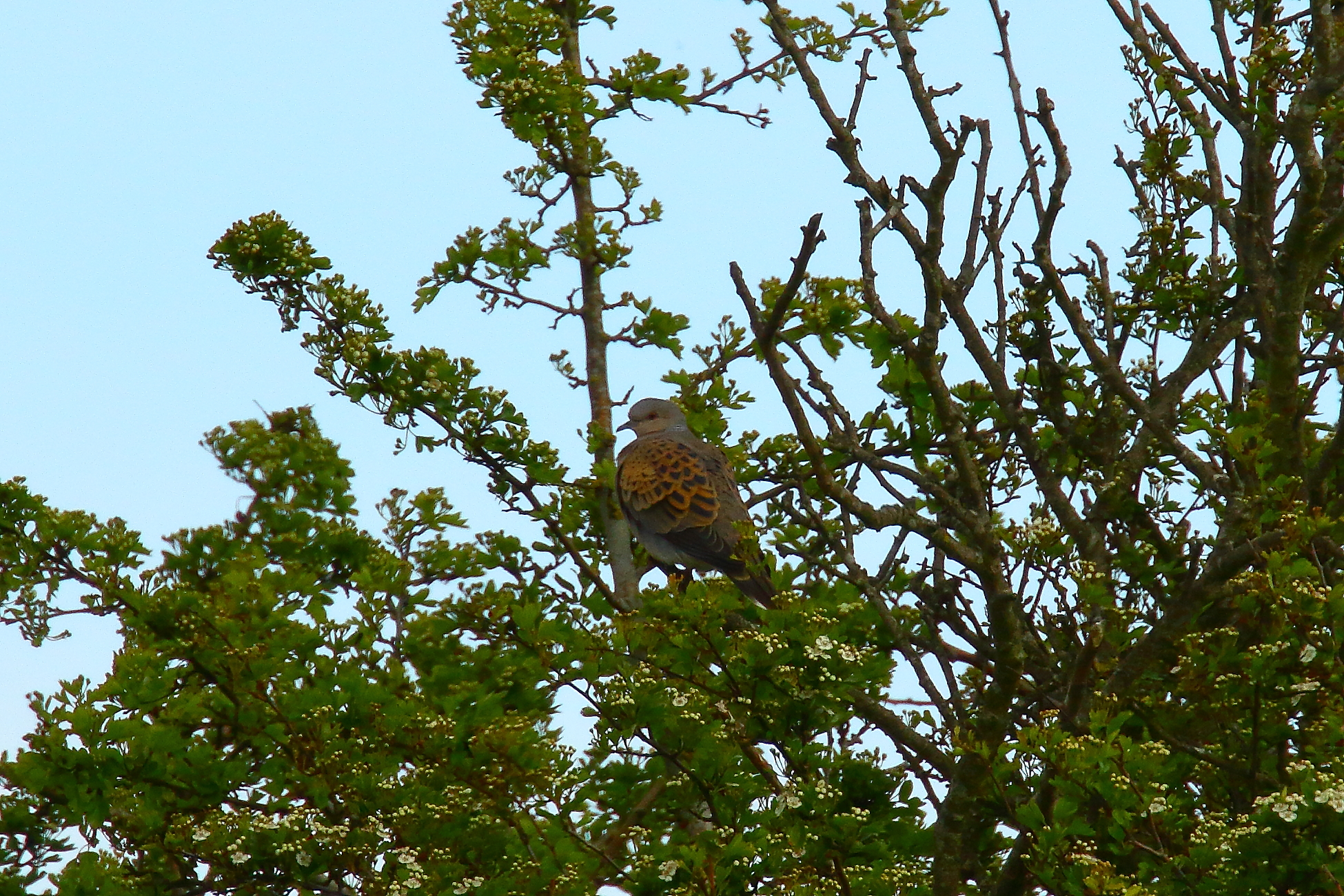 Turtle Dove - 18-05-2021