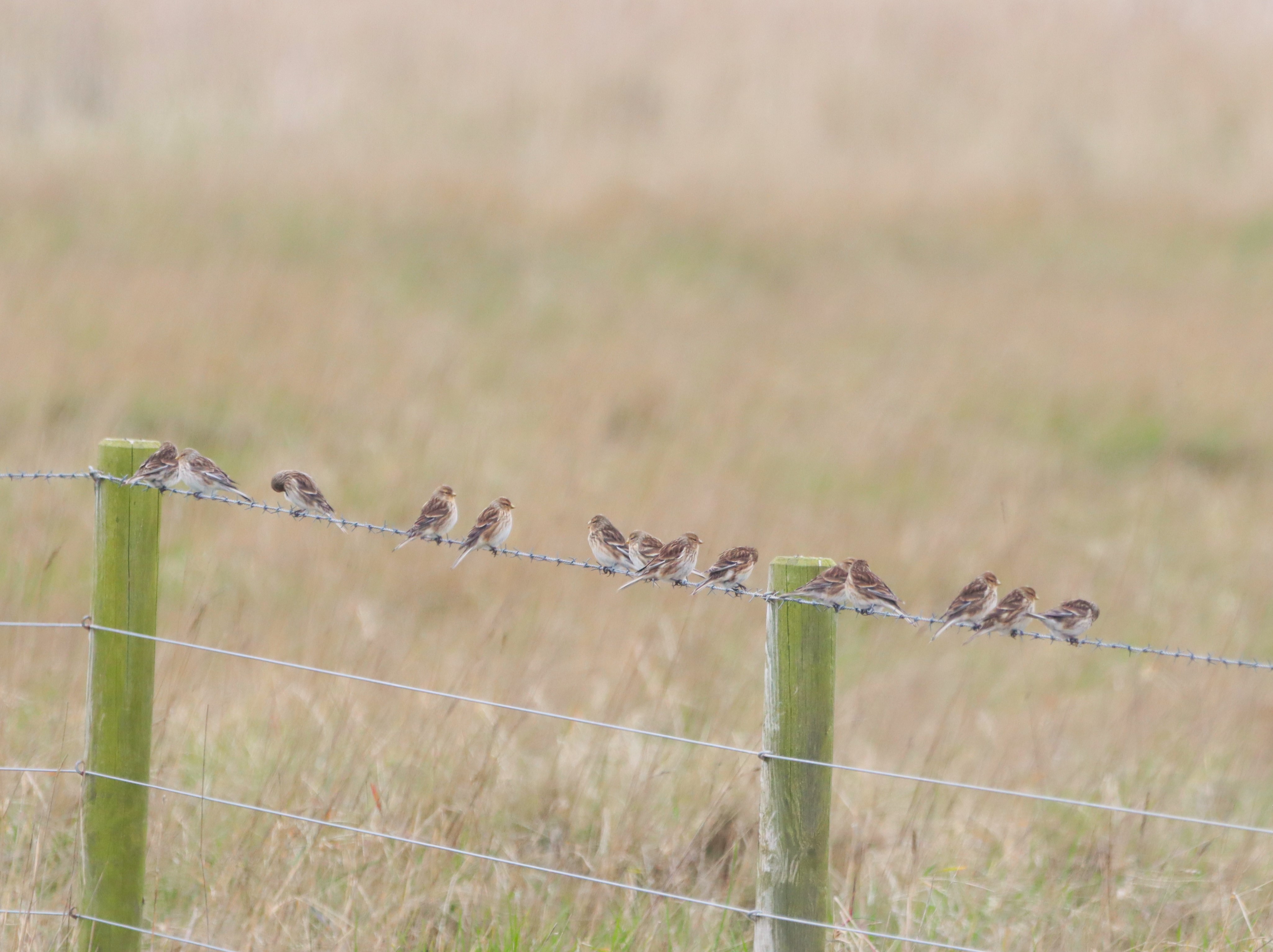 Twite - 01-04-2026