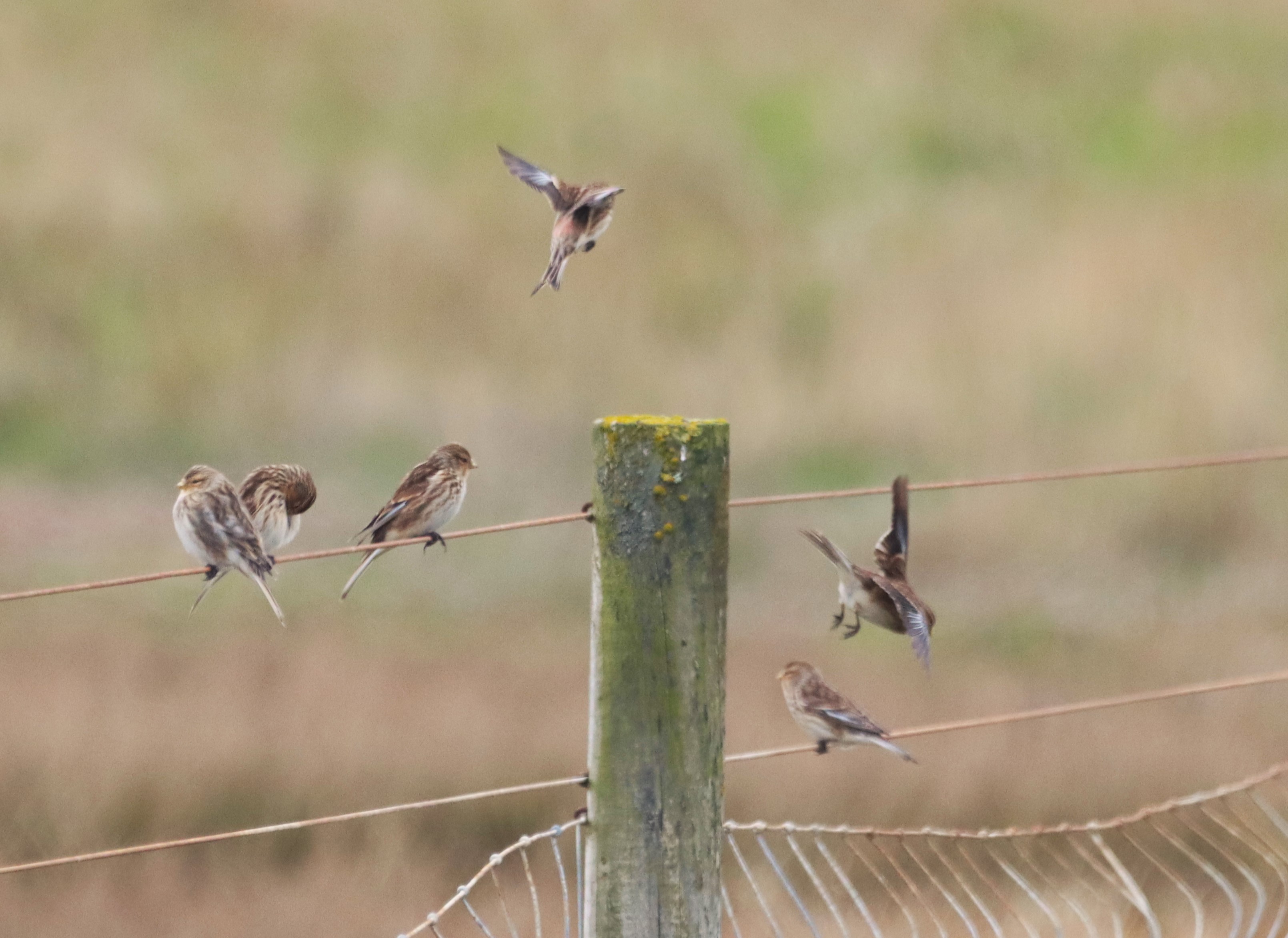 Twite - 01-04-2026