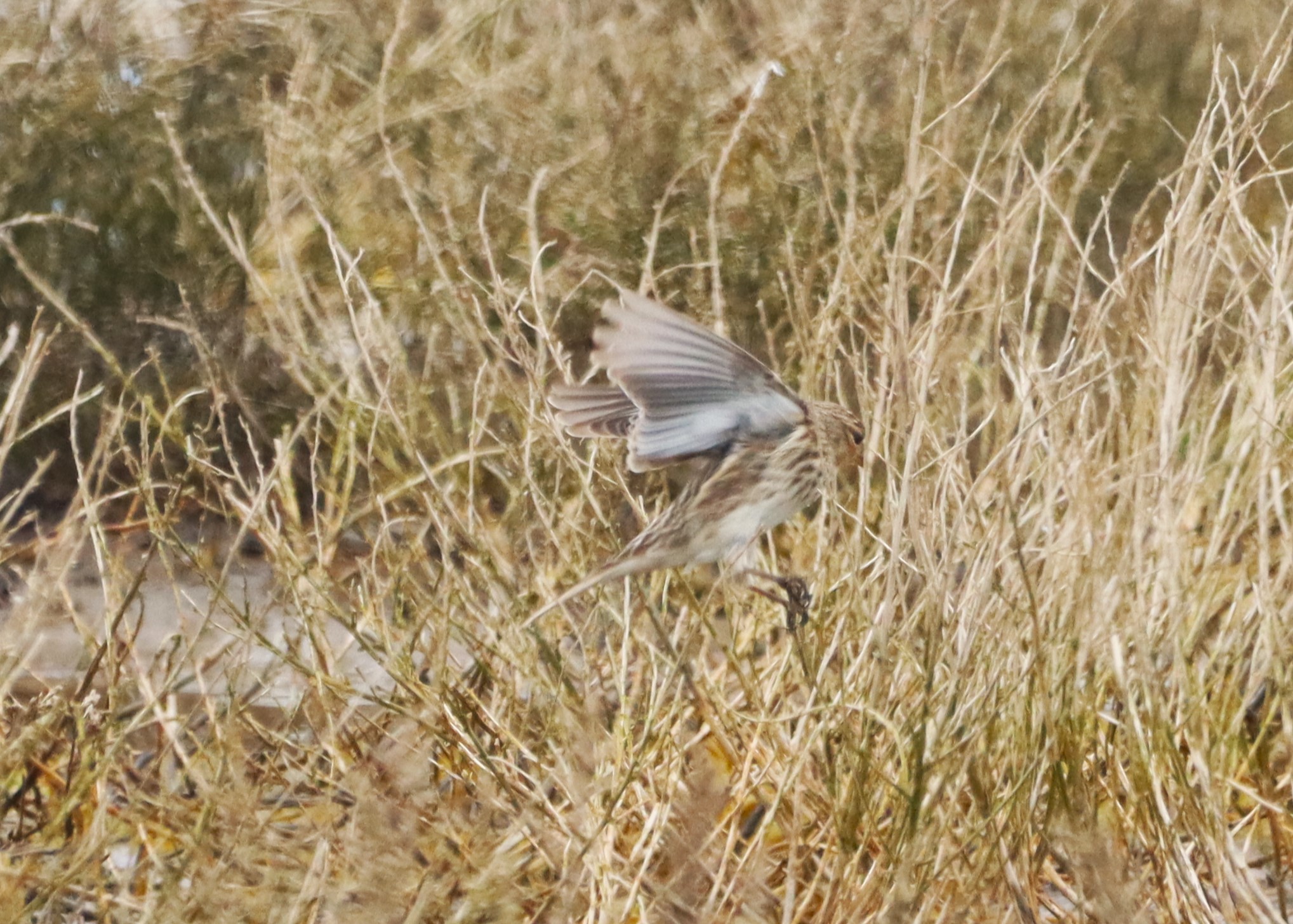 Twite - 01-04-2026