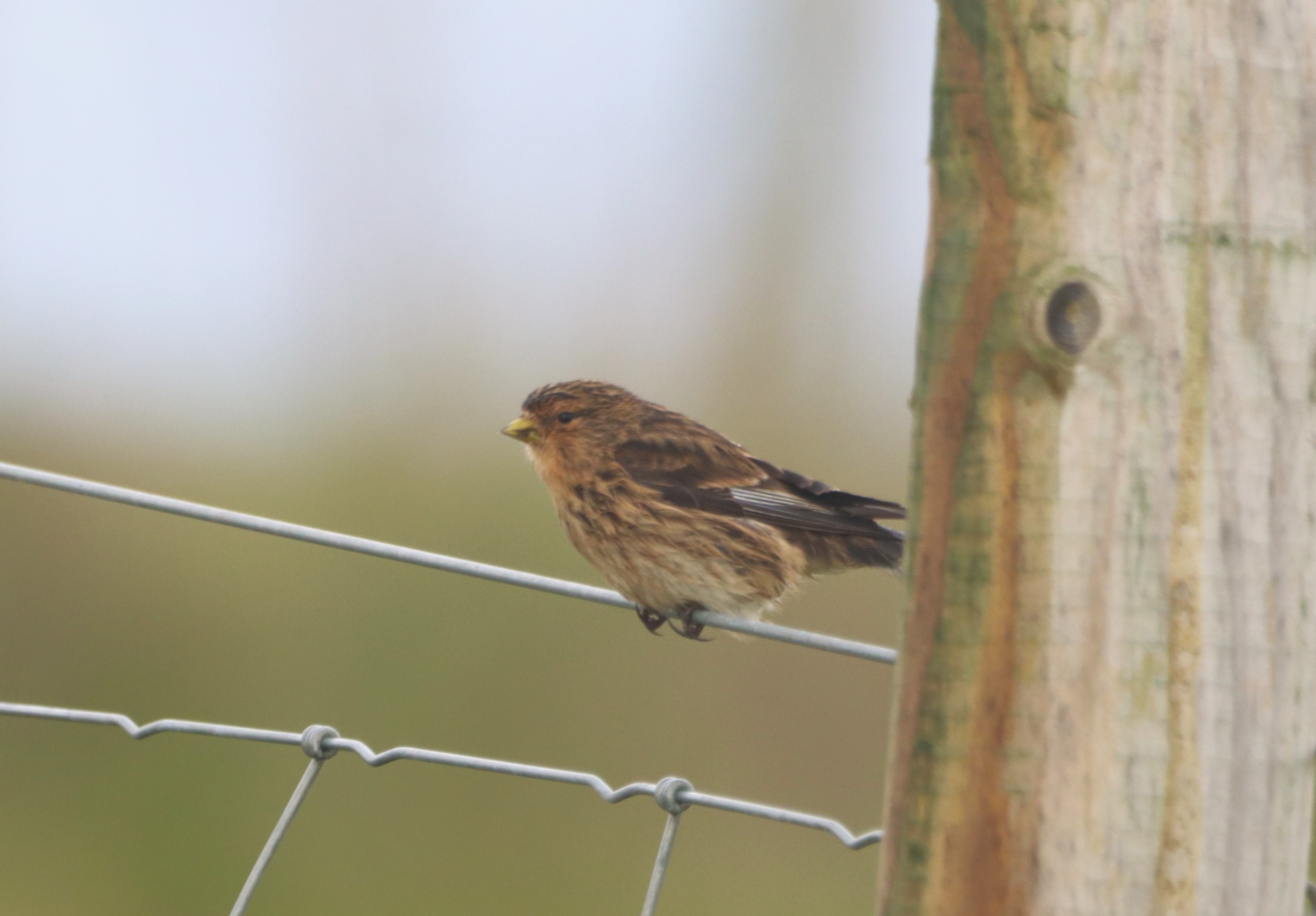 Twite - 20-11-2025