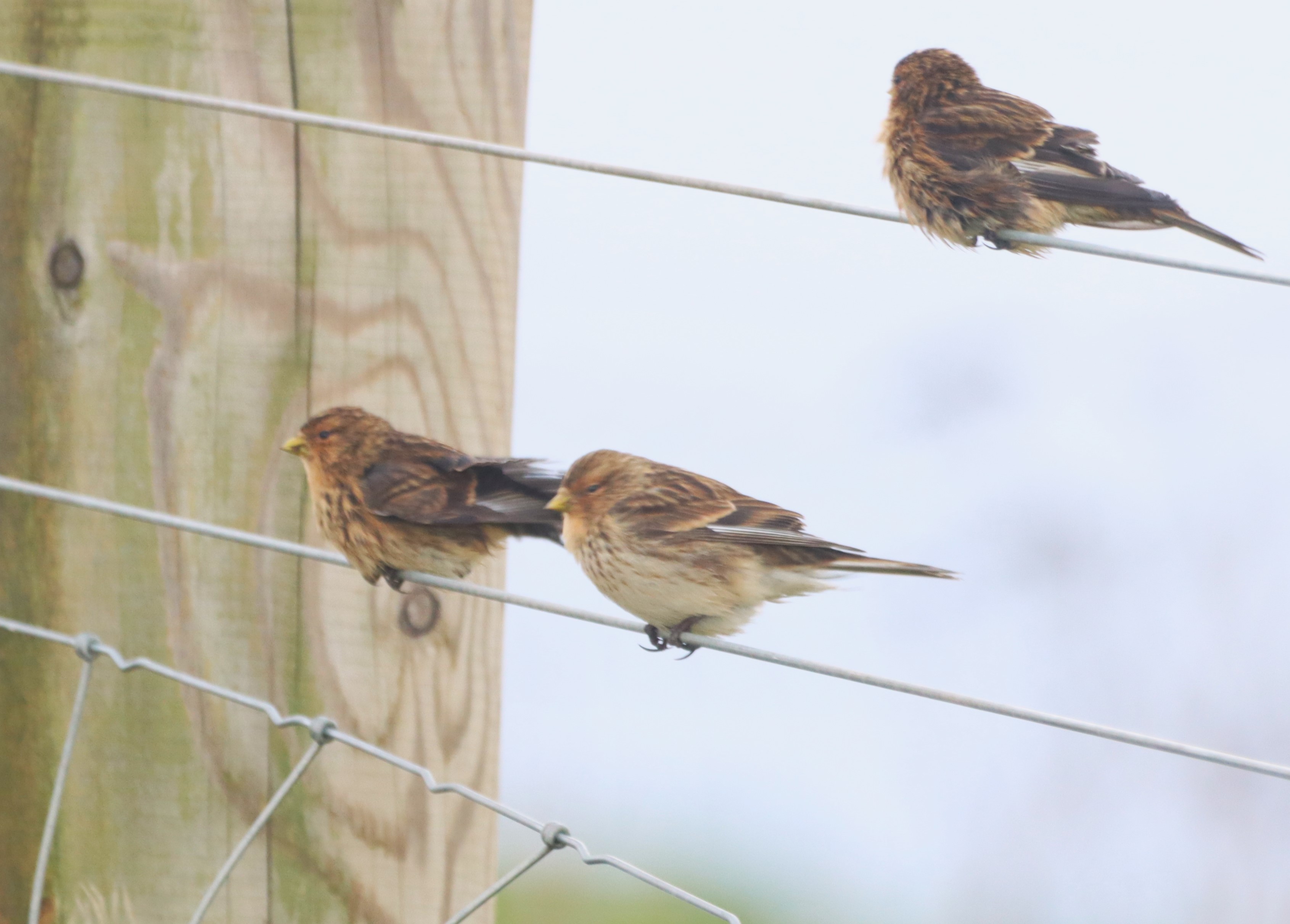 Twite - 20-11-2025