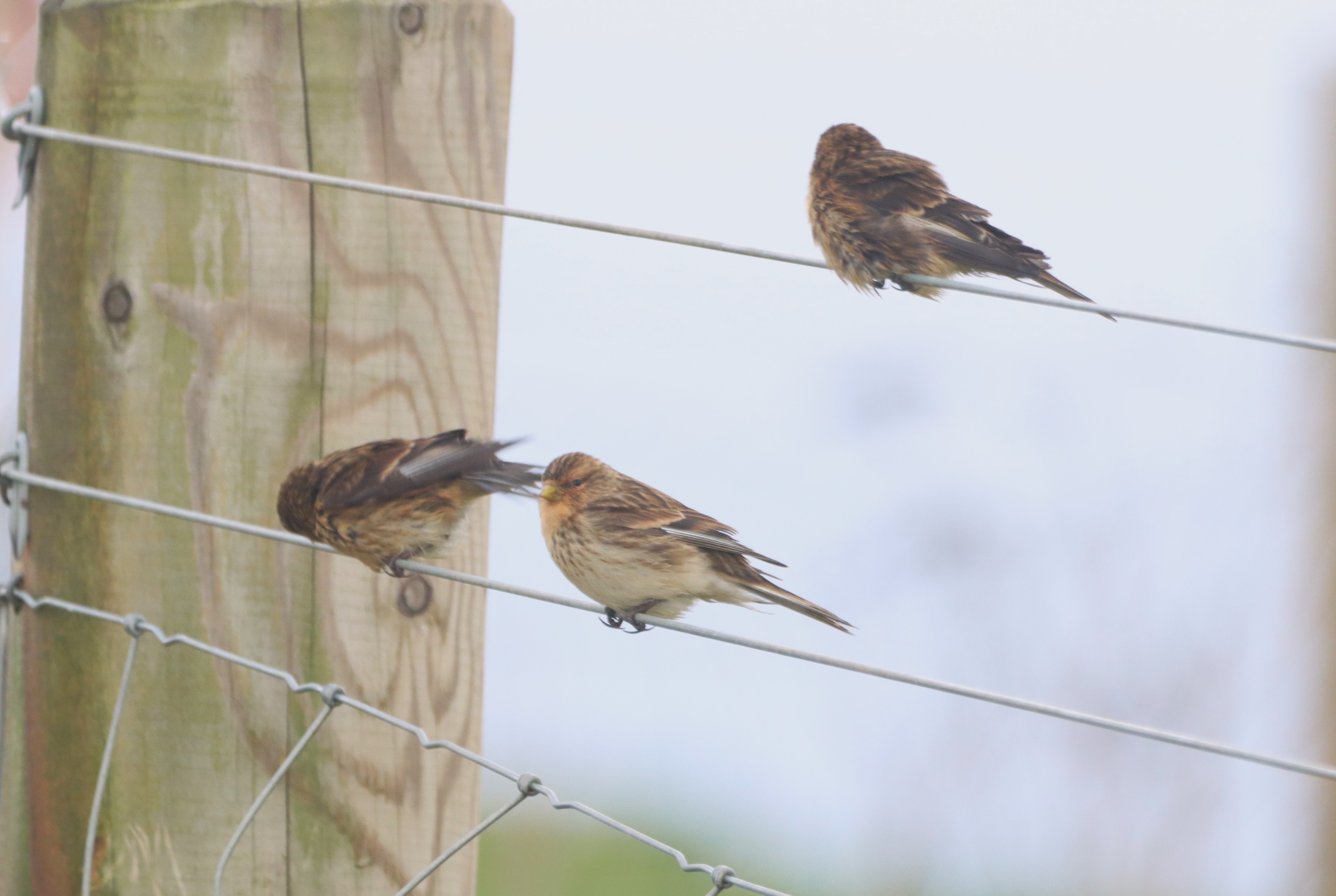Twite - 20-11-2025