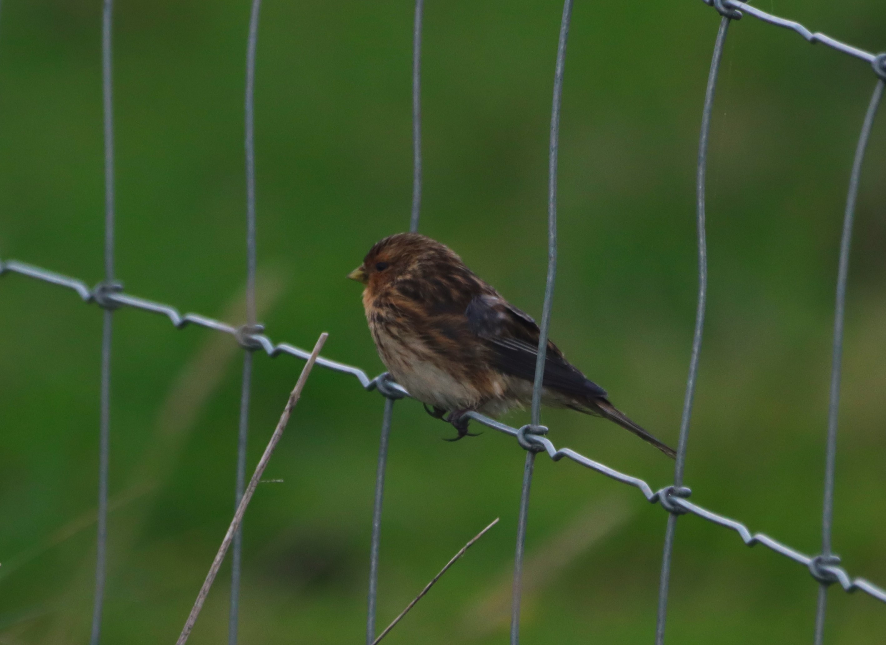 Twite - 20-11-2025