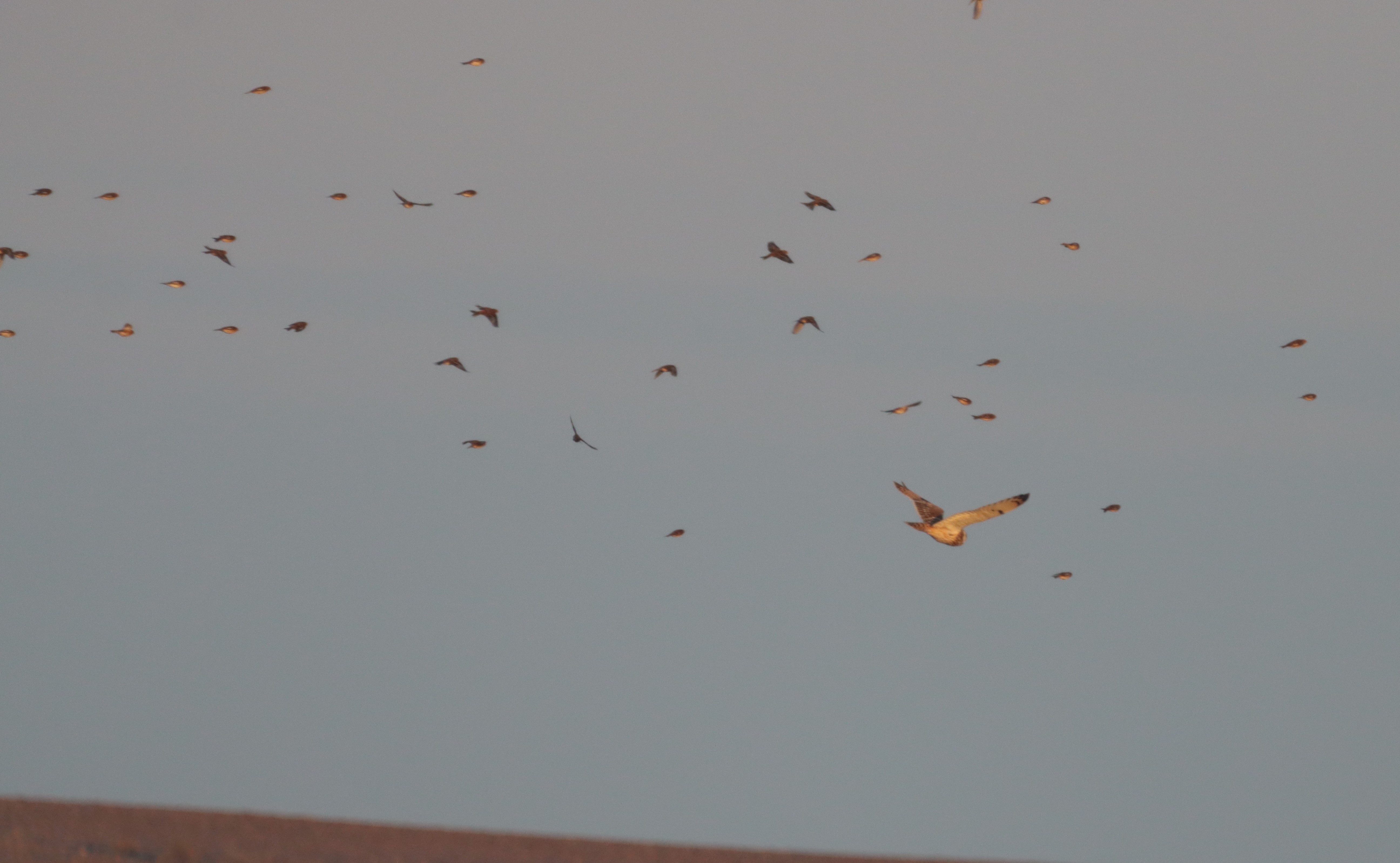 Twite - 13-01-2024