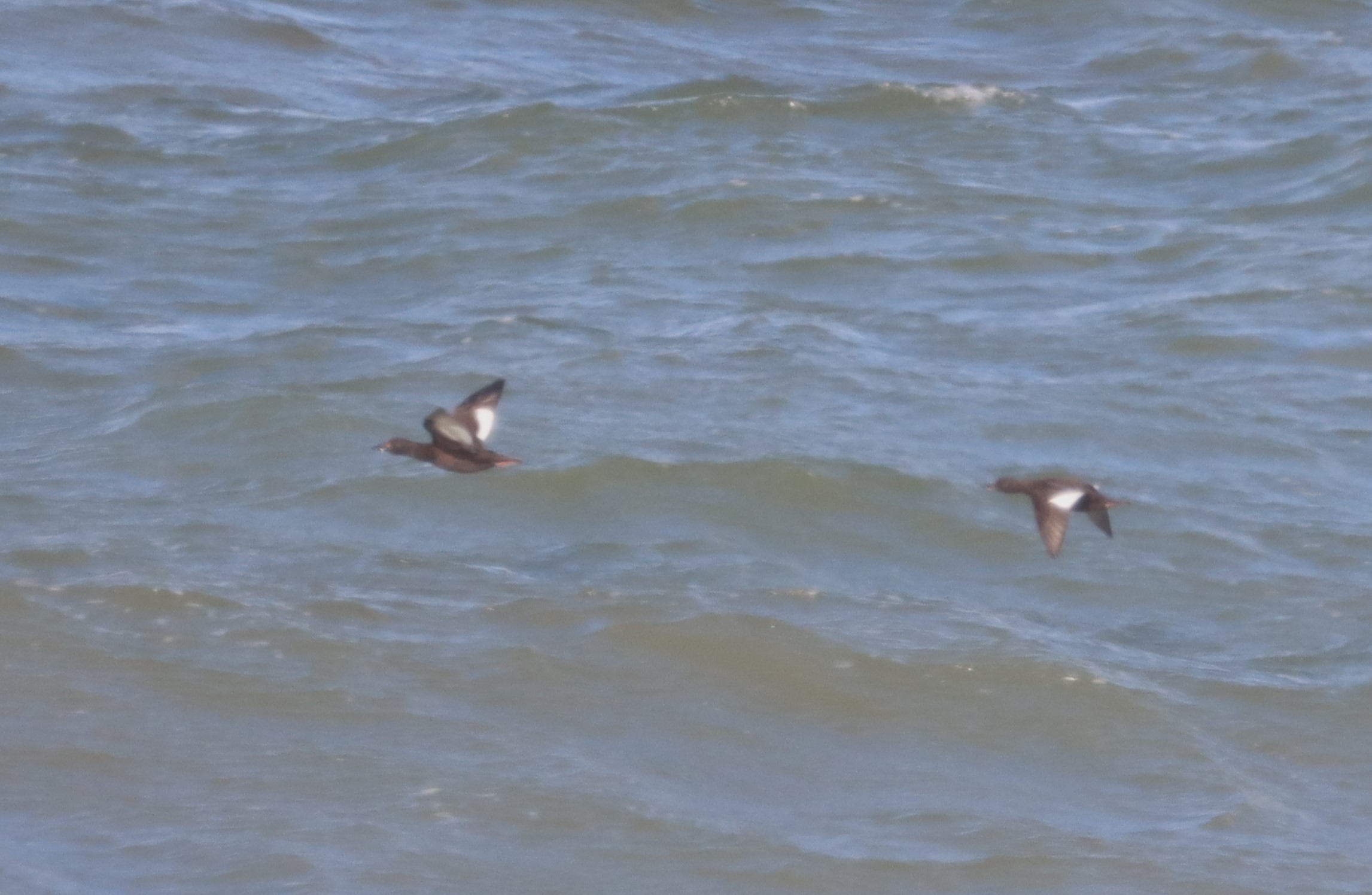 Velvet Scoter - 15-10-2023