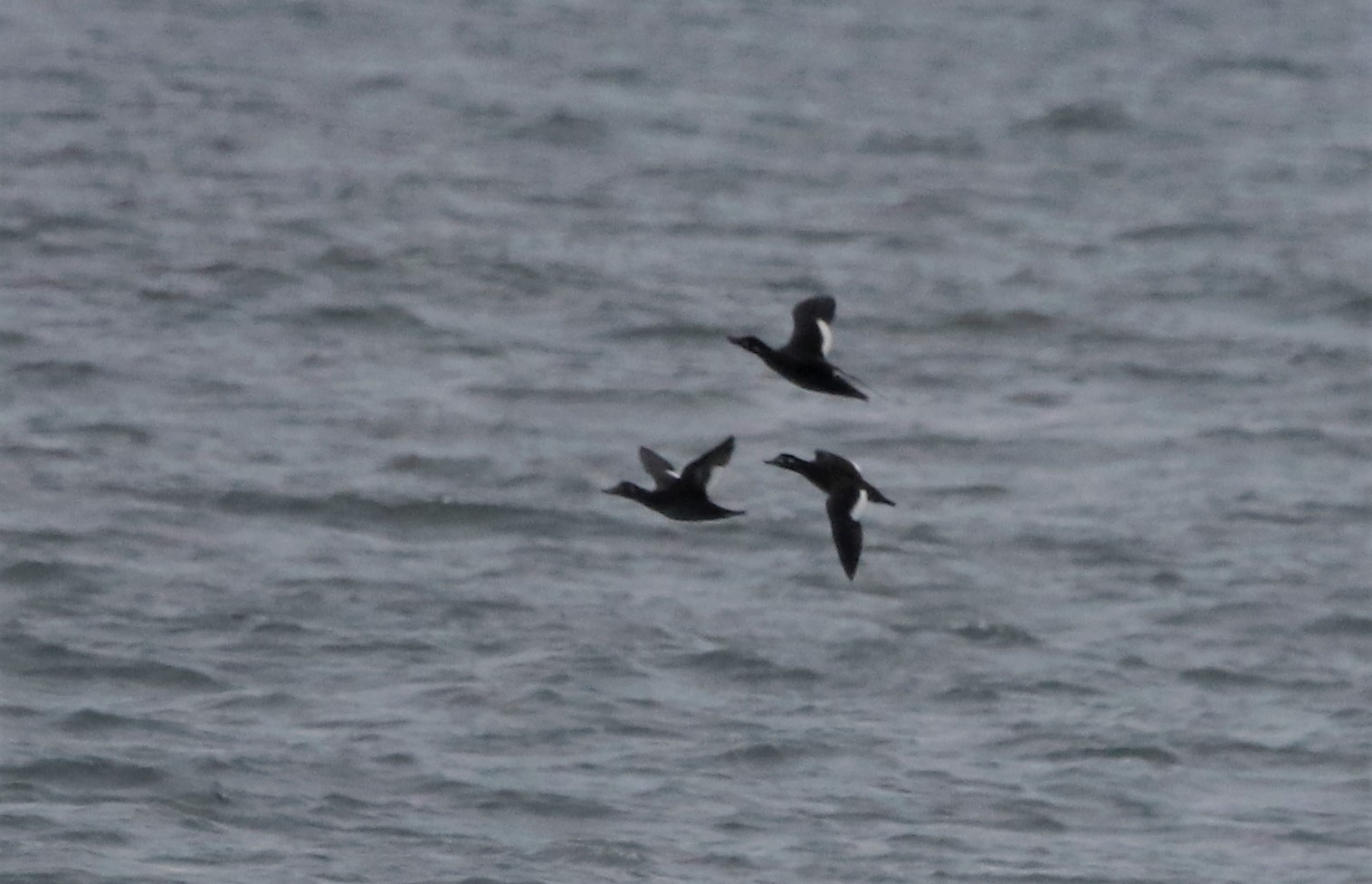 Velvet Scoter - 23-10-2021