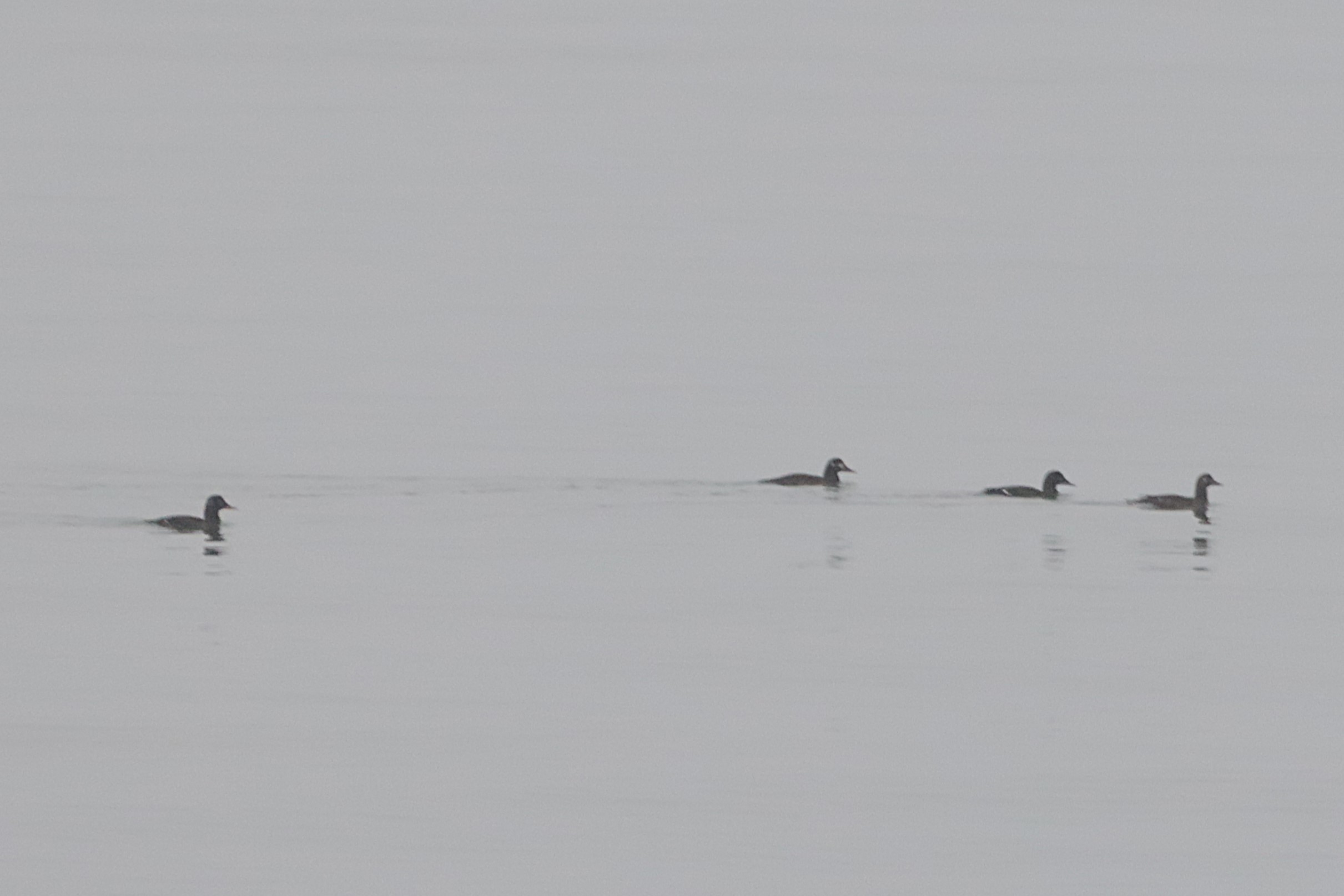 Velvet Scoter - 06-11-2024