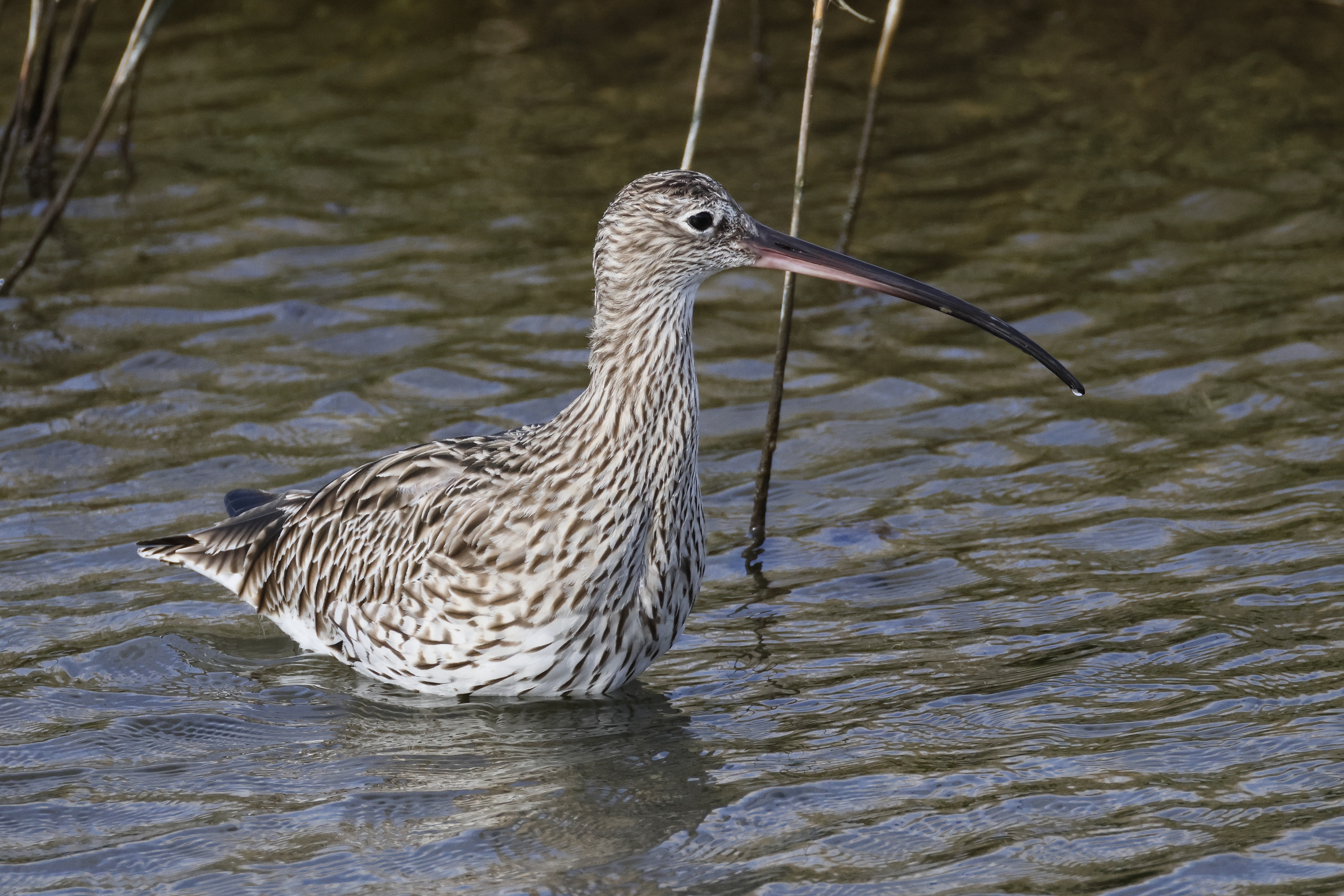 Curlew - 10-03-2026
