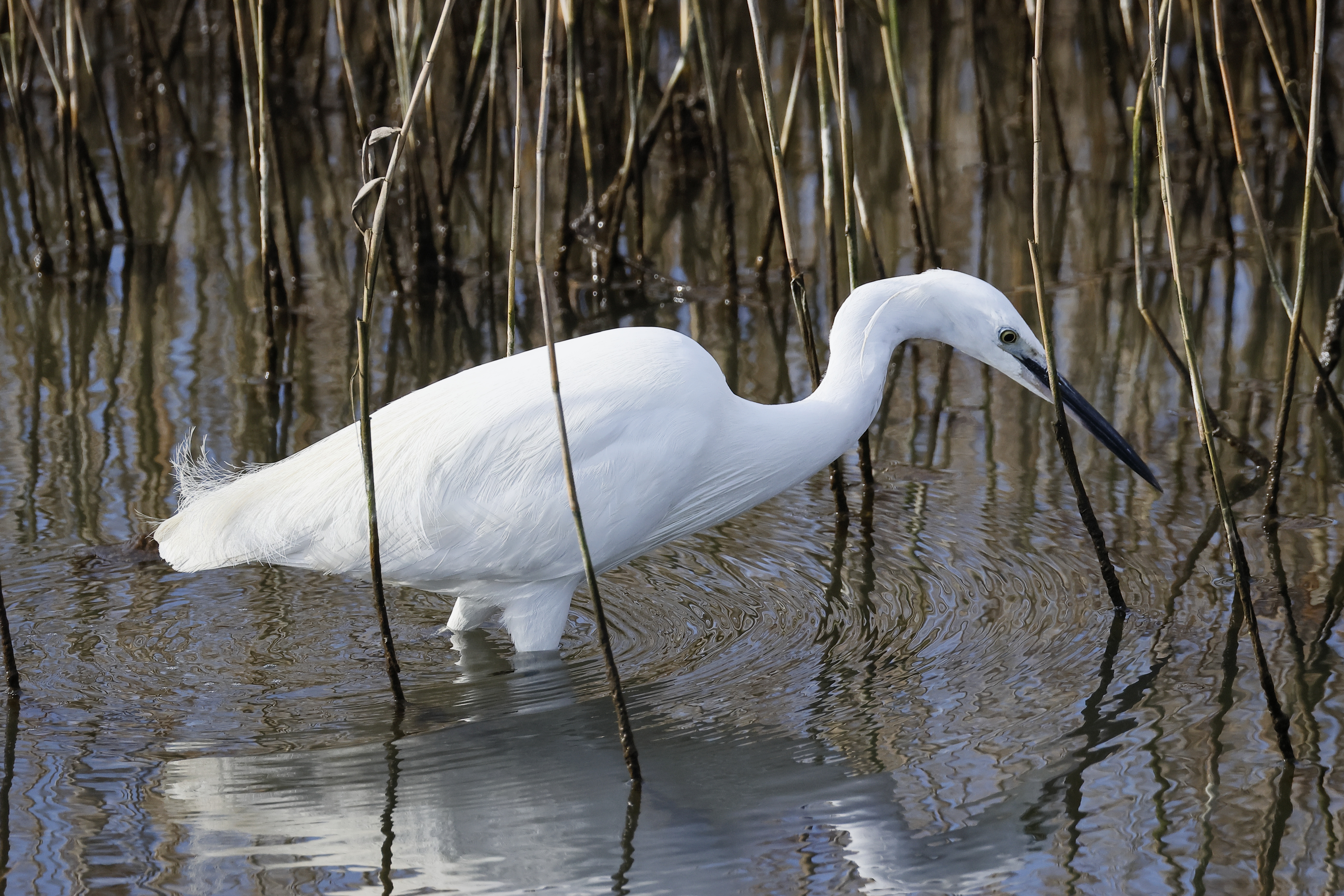 Little Egret - 10-03-2026