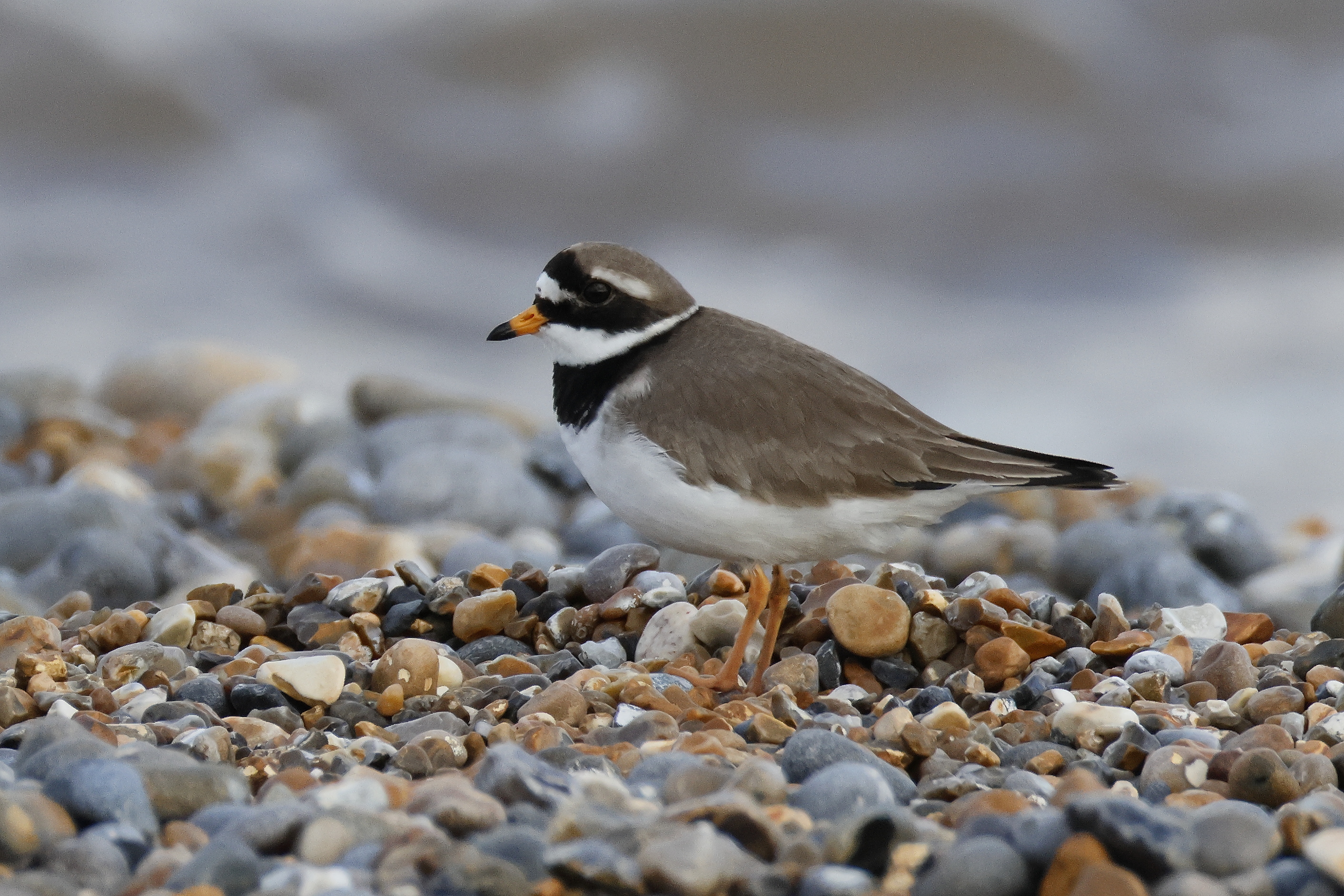 Ringed Plover - 10-03-2026