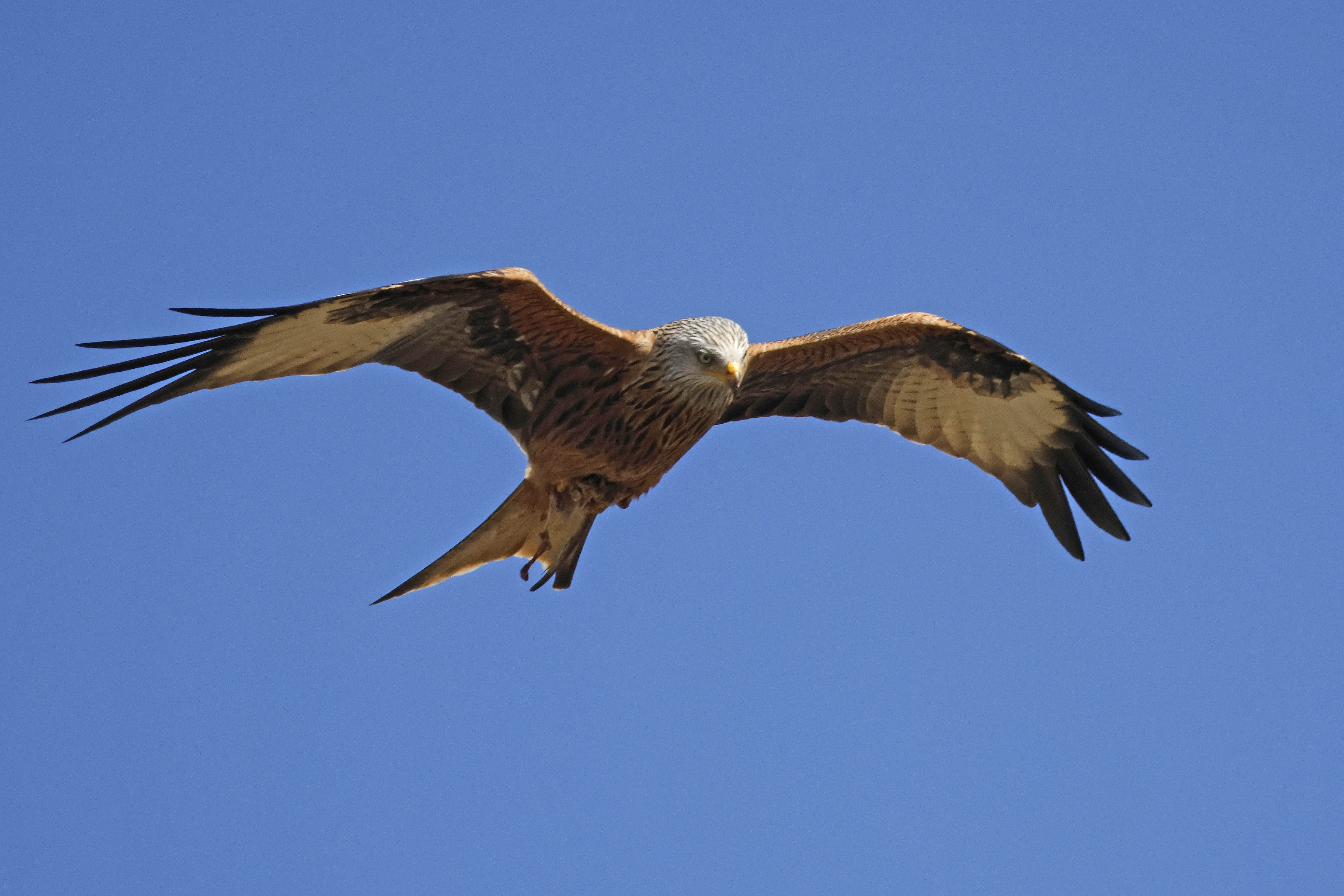 Red Kite - 10-03-2026