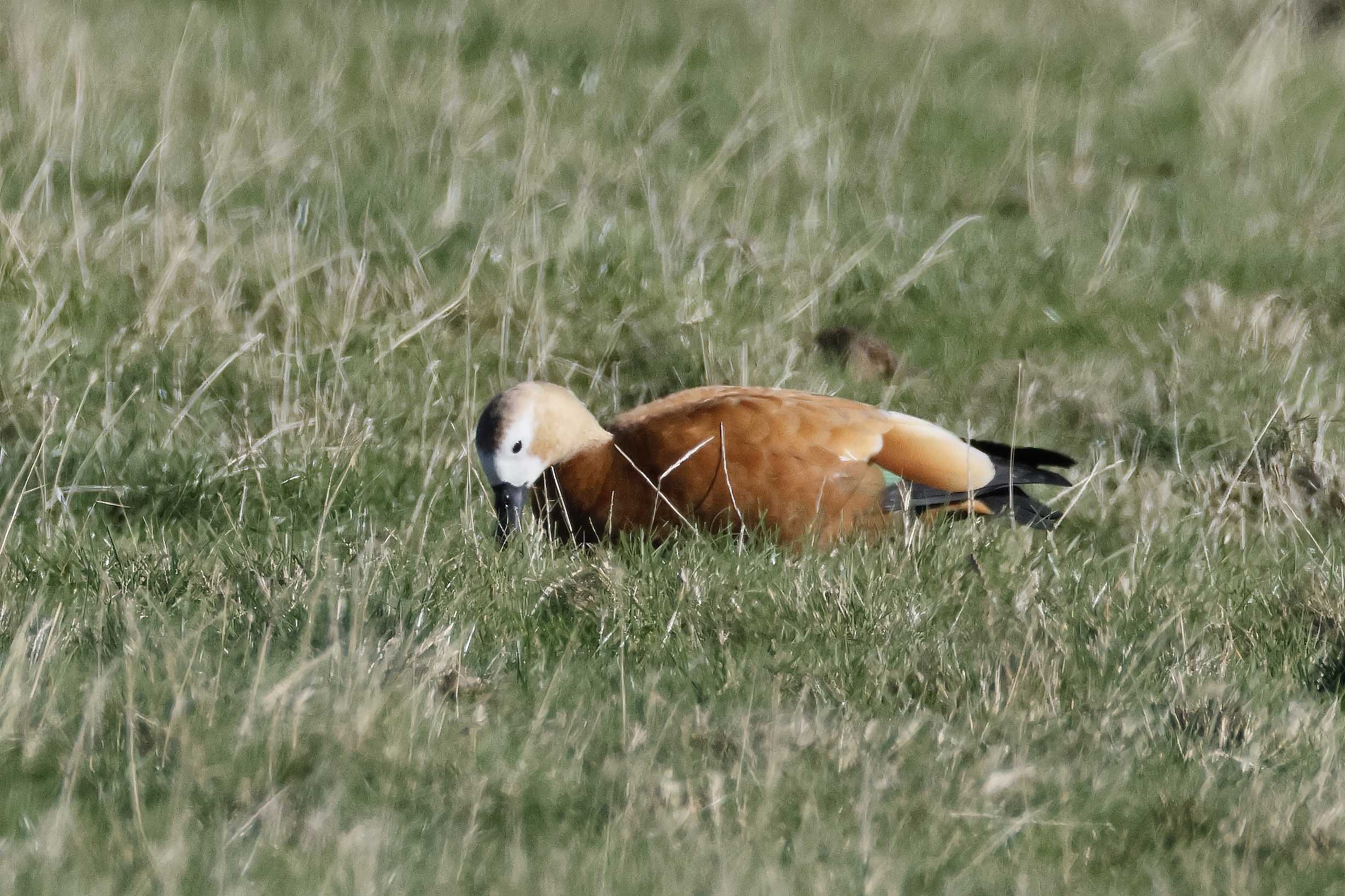 Ruddy Shelduck - 06-10-2025