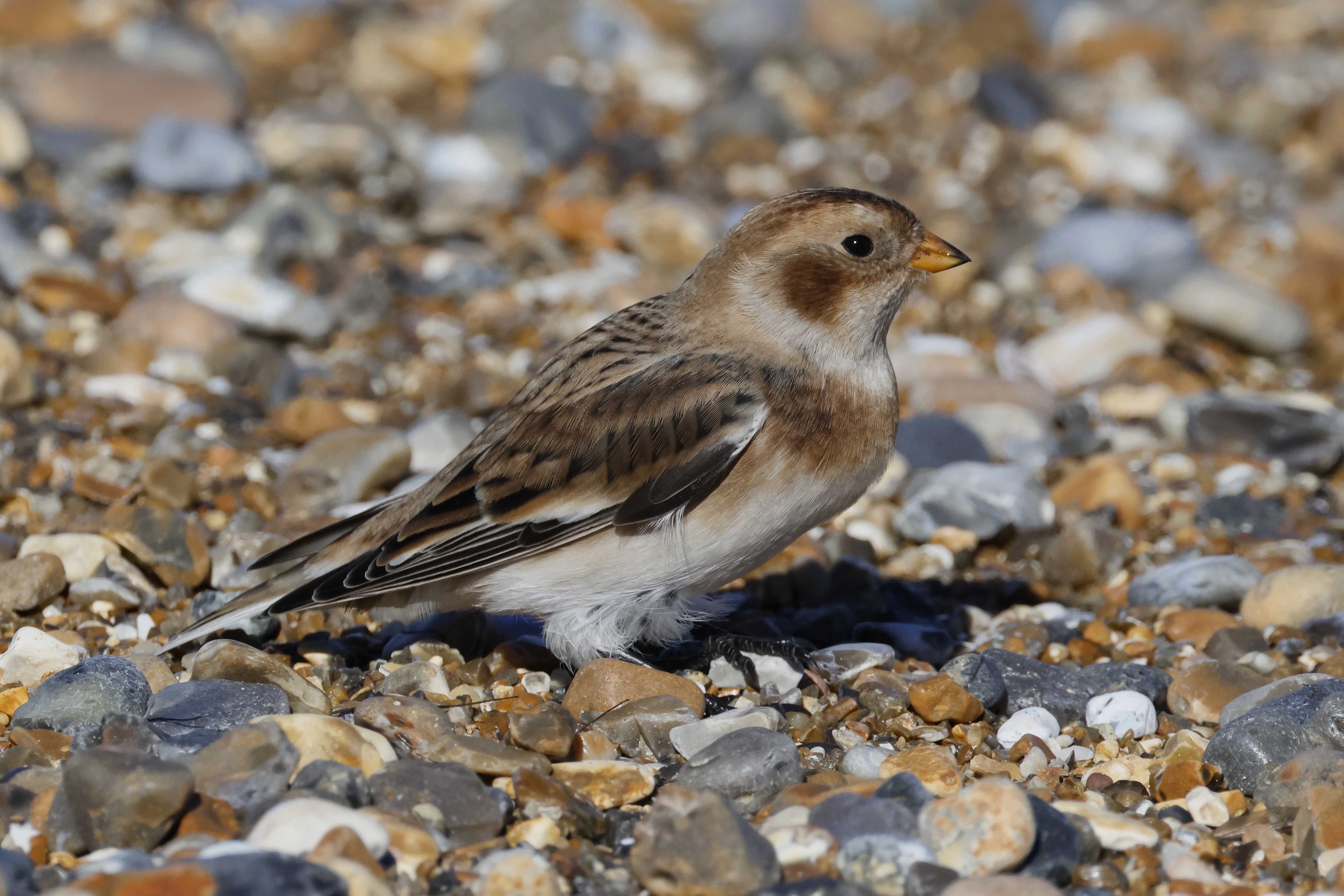 Snow Bunting - 06-10-2025