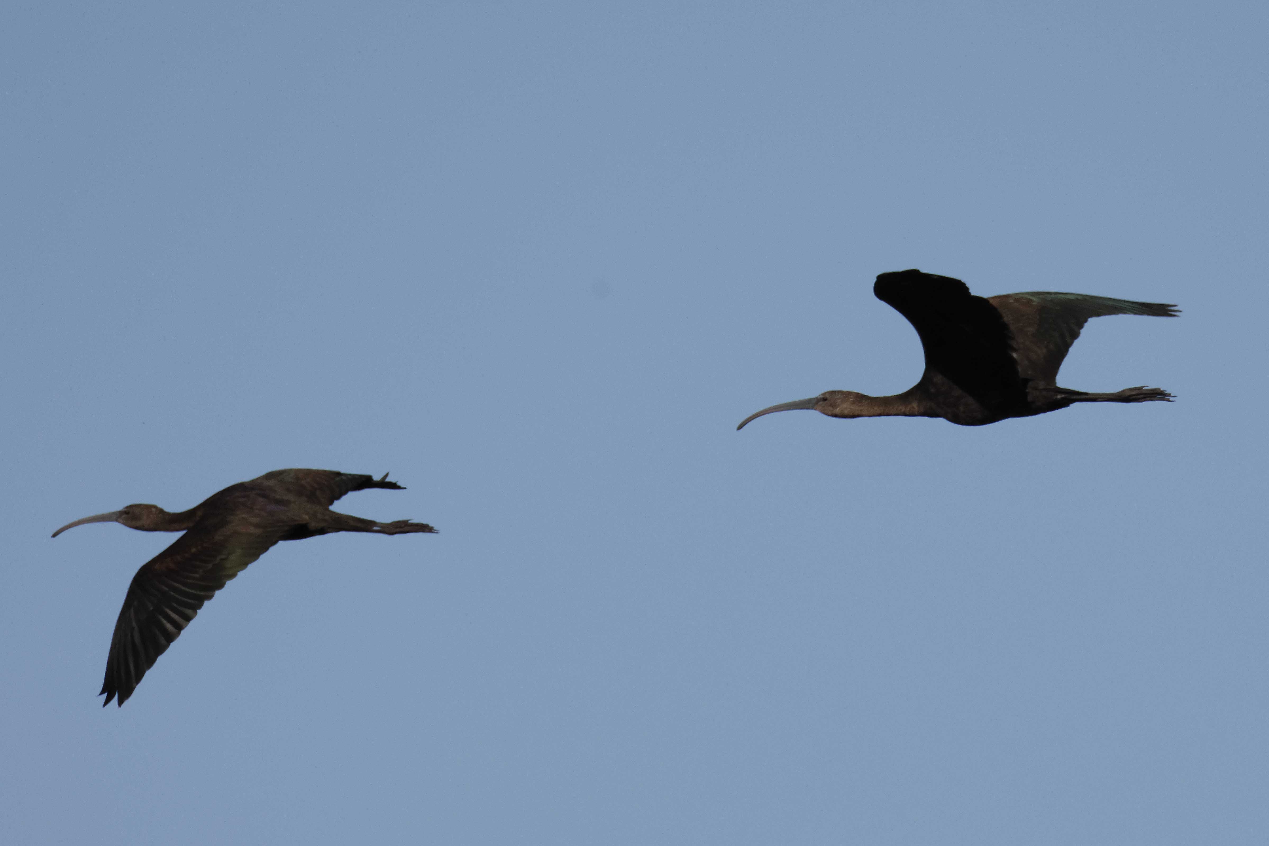 Glossy Ibis - 06-10-2025