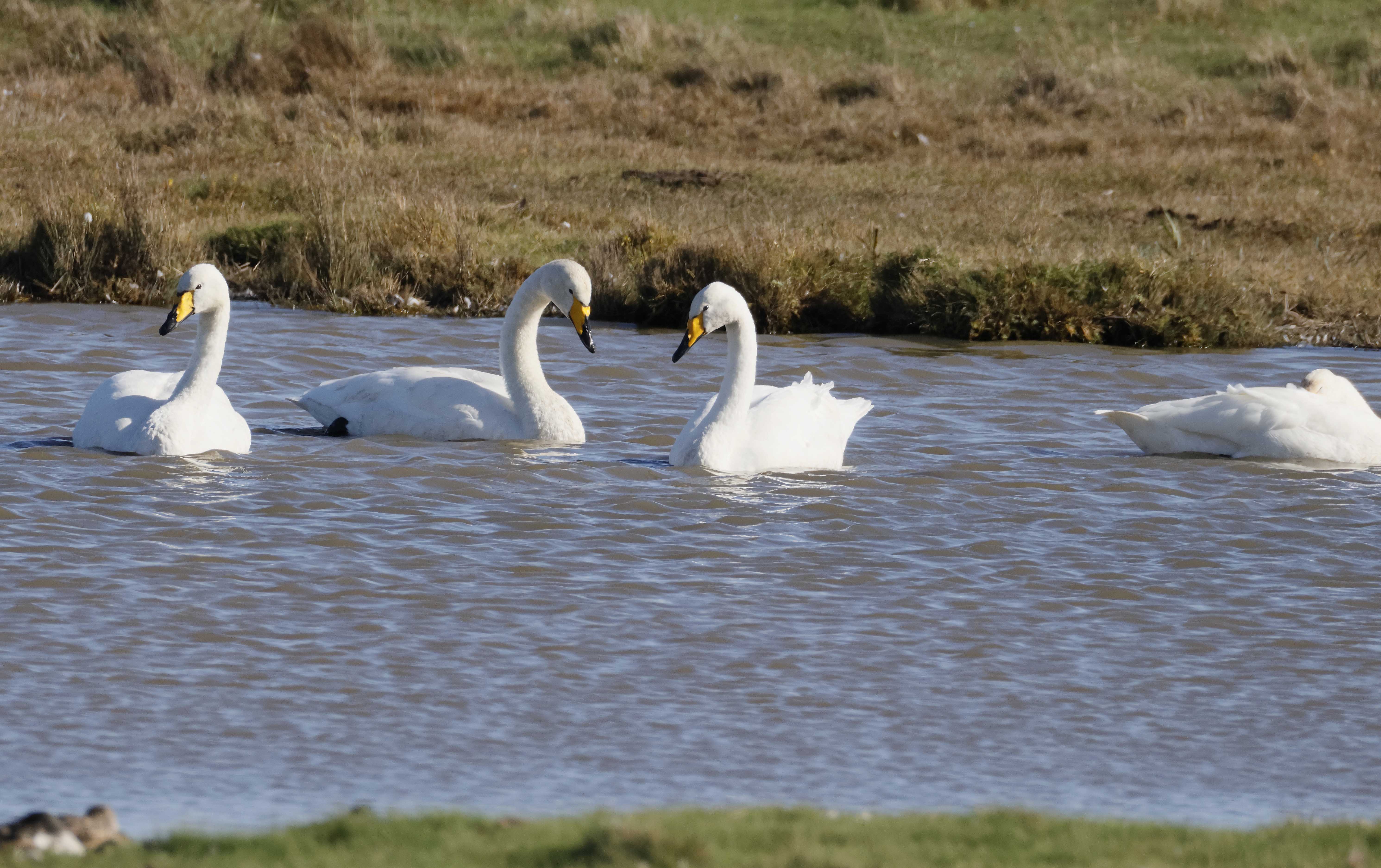 Whooper Swan - 06-10-2025
