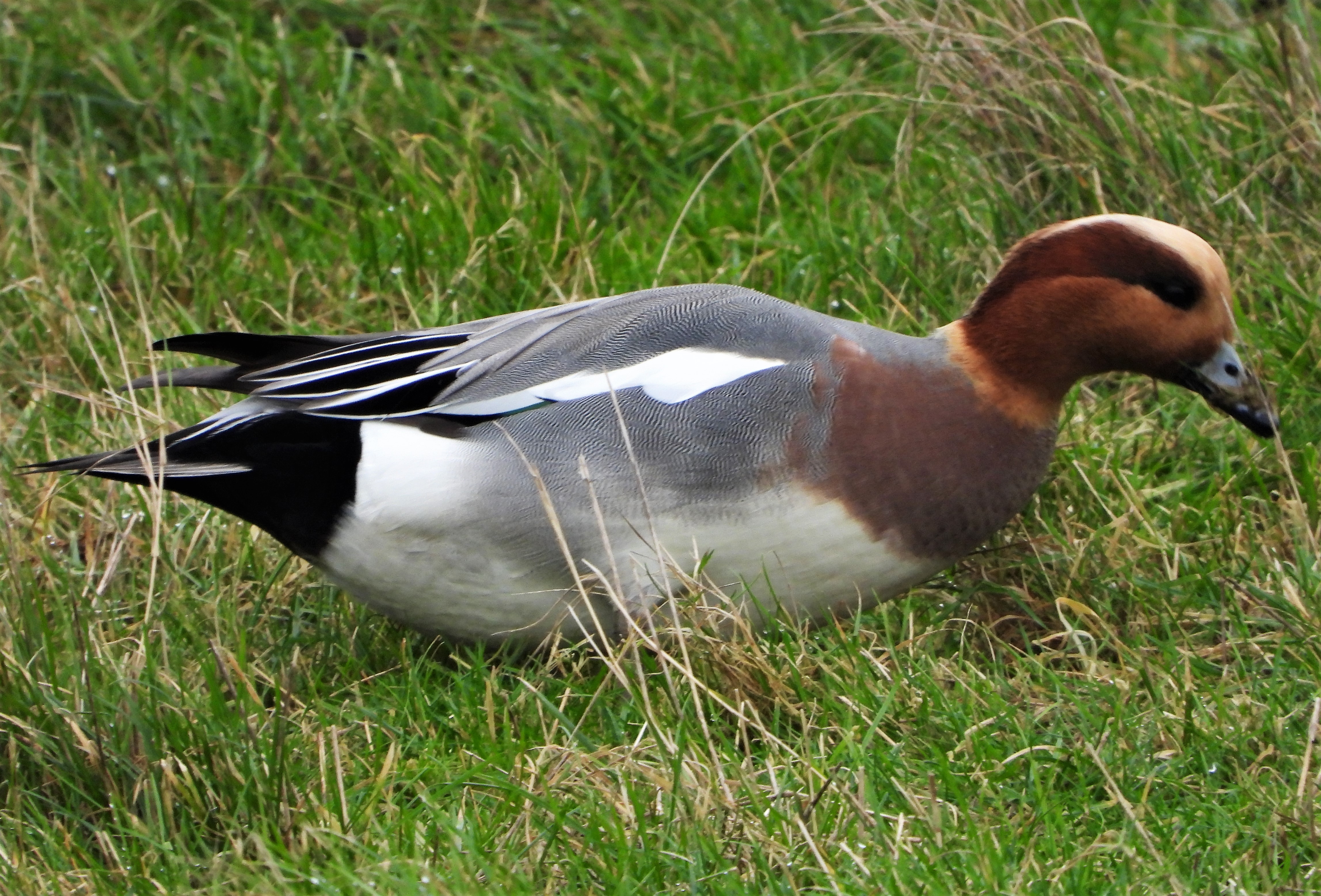 Wigeon - 11-01-2022