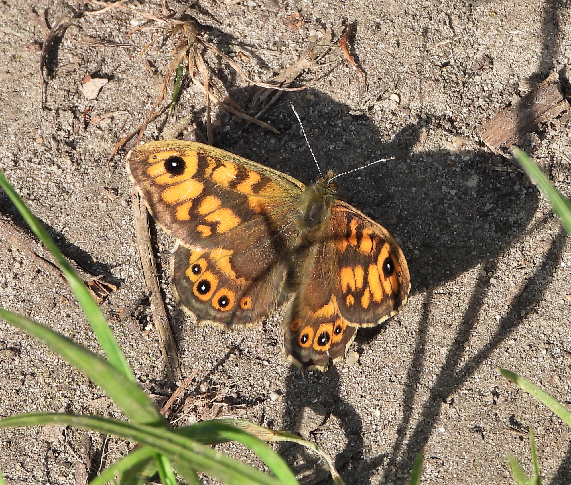 Wall Brown - 09-05-2022