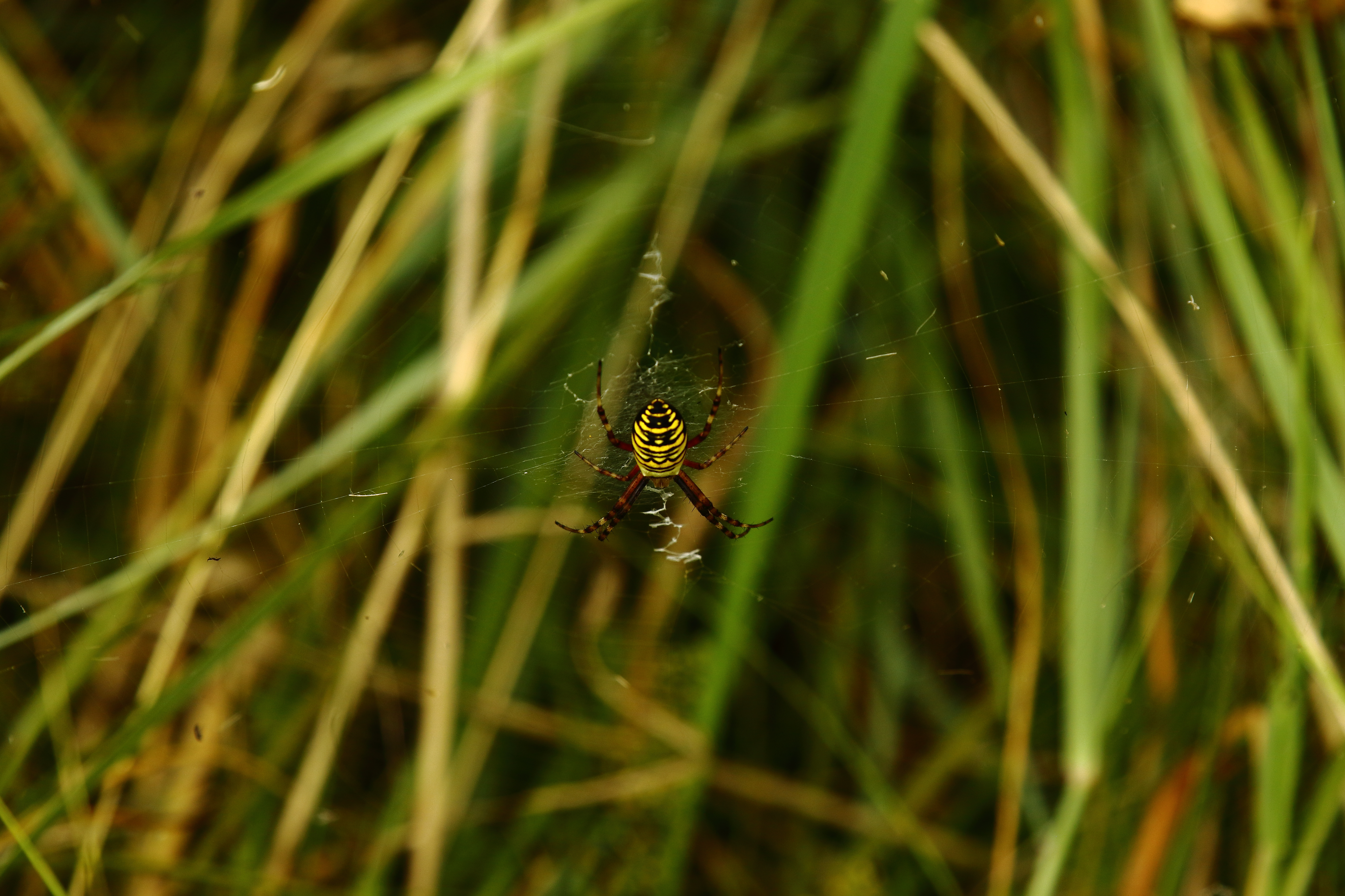 Migrant Hawker - 17-08-2021