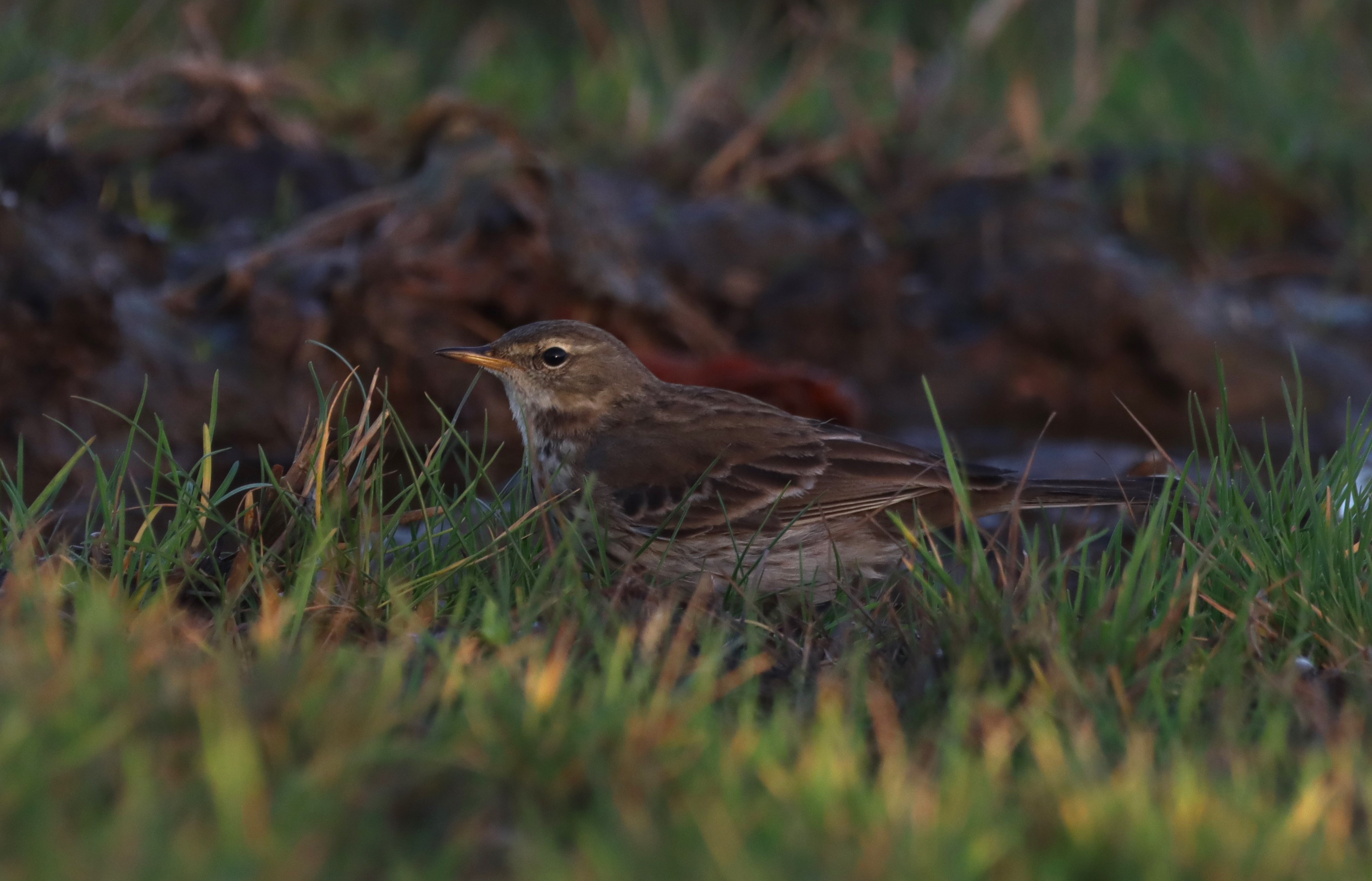 Water Pipit - 10-12-2025