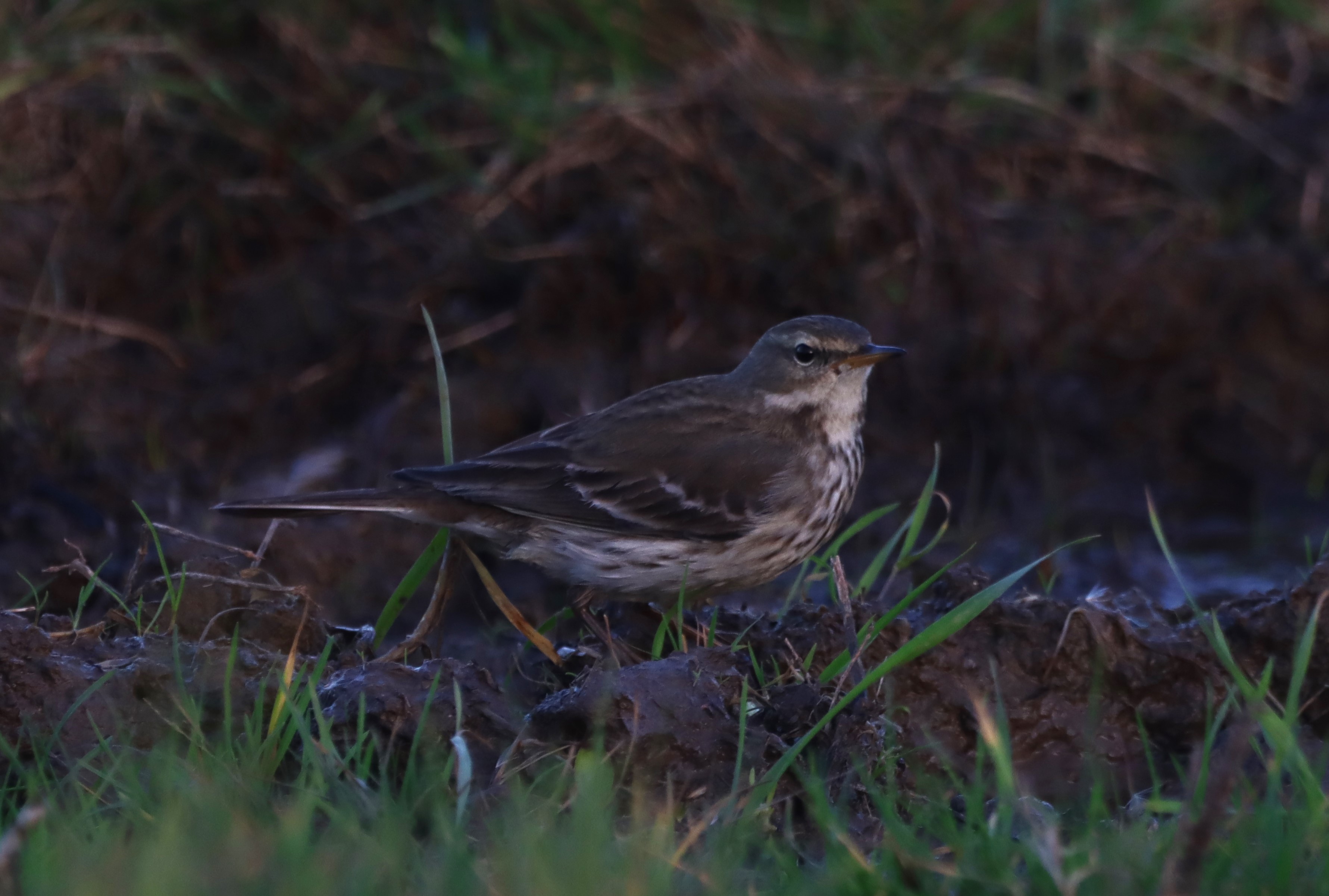 Water Pipit - 10-12-2025