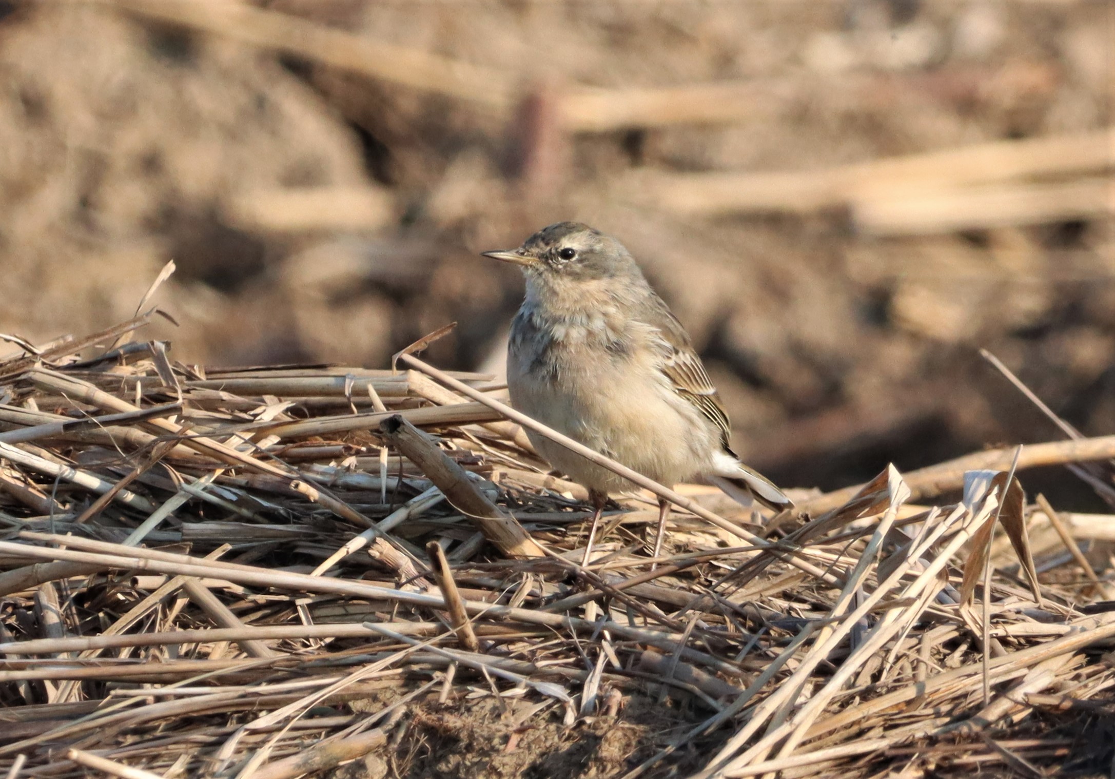Water Pipit - 21-03-2022