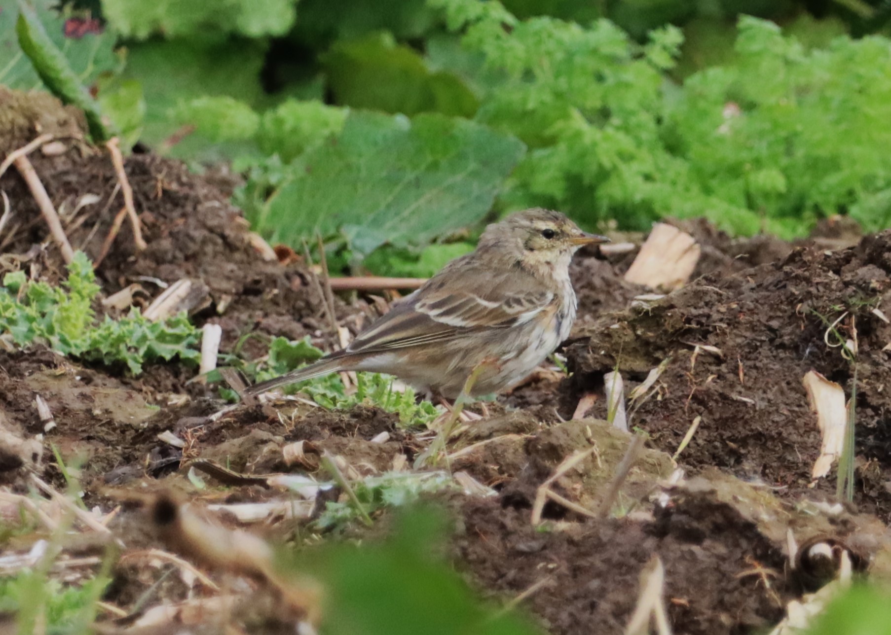 Water Pipit - 26-03-2023