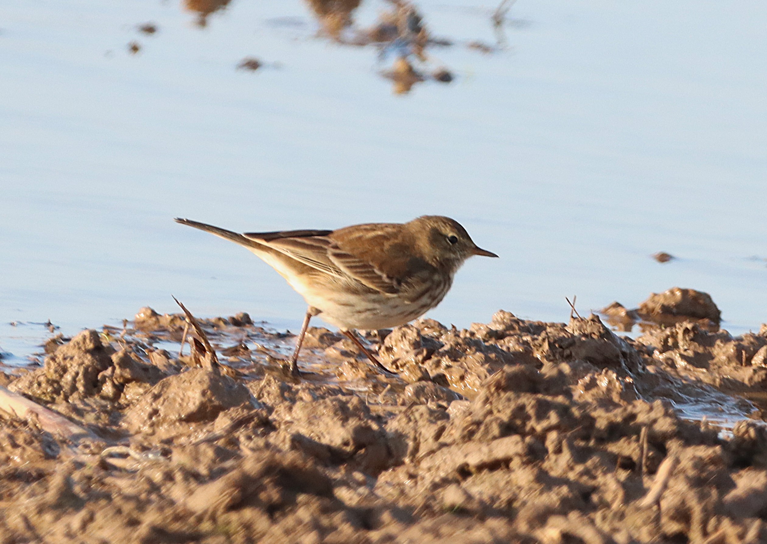 Water Pipit - 03-11-2024