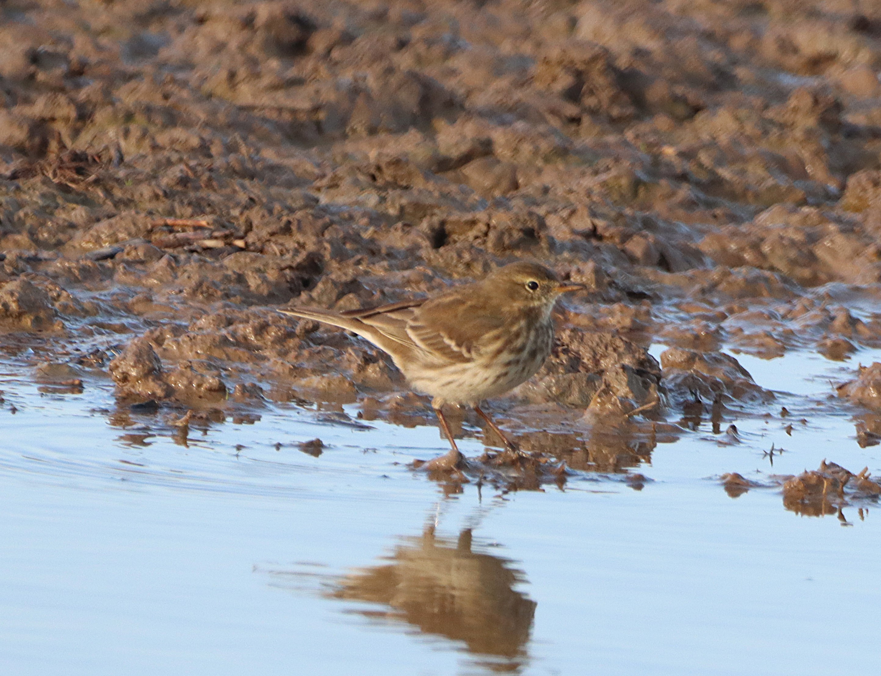 Water Pipit - 03-11-2024