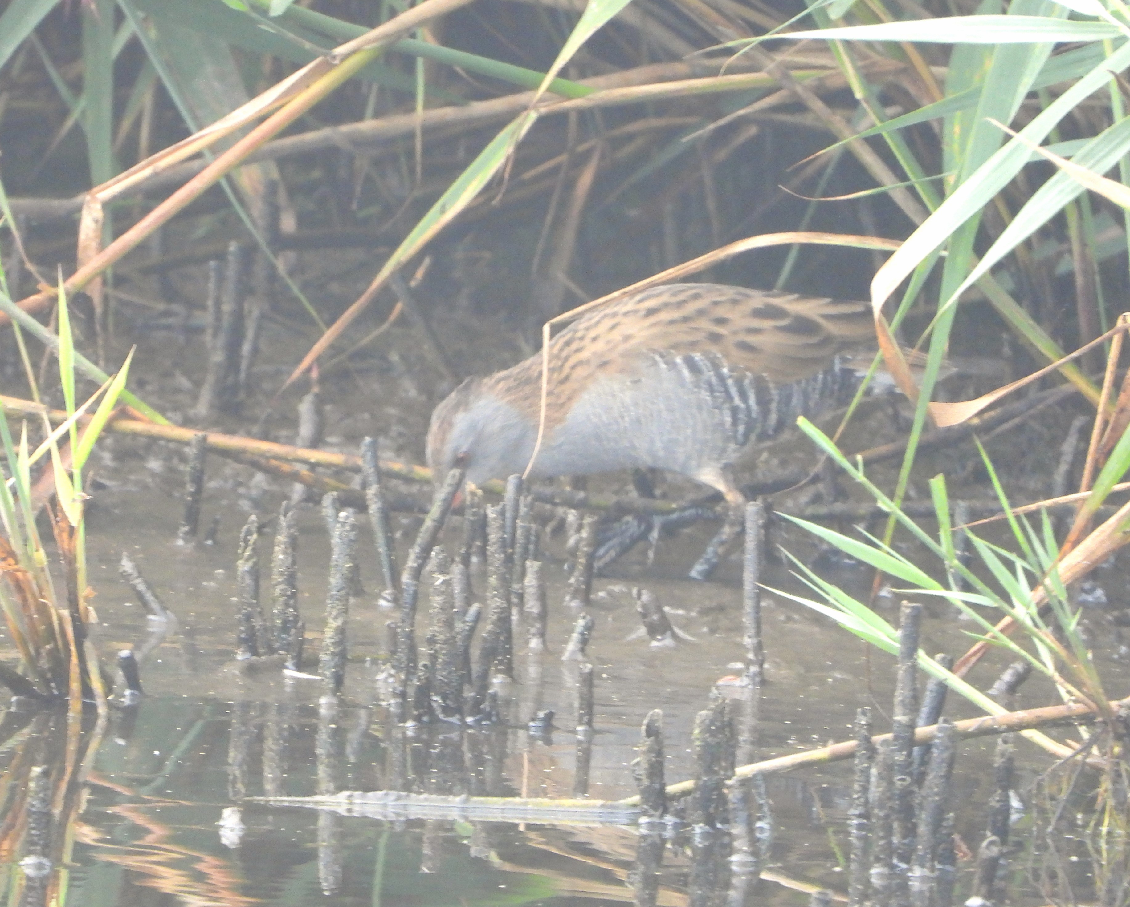 Water Rail - 06-09-2023