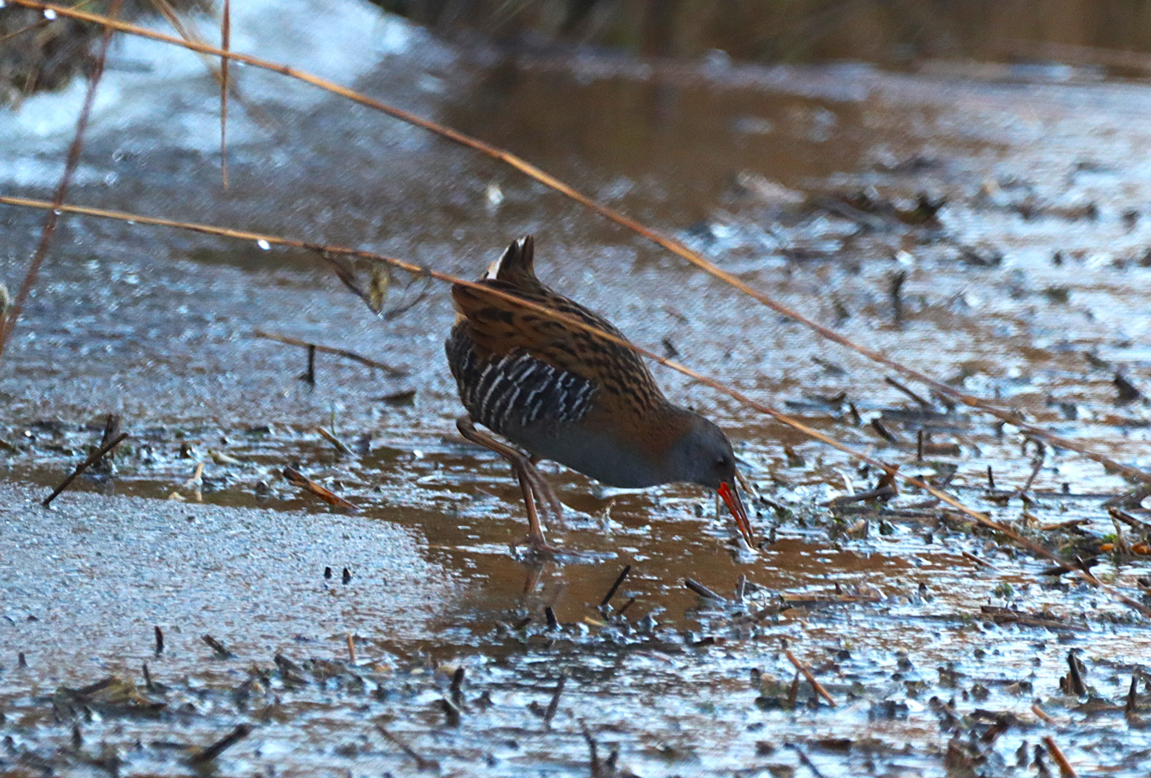 Water Rail - 12-01-2025