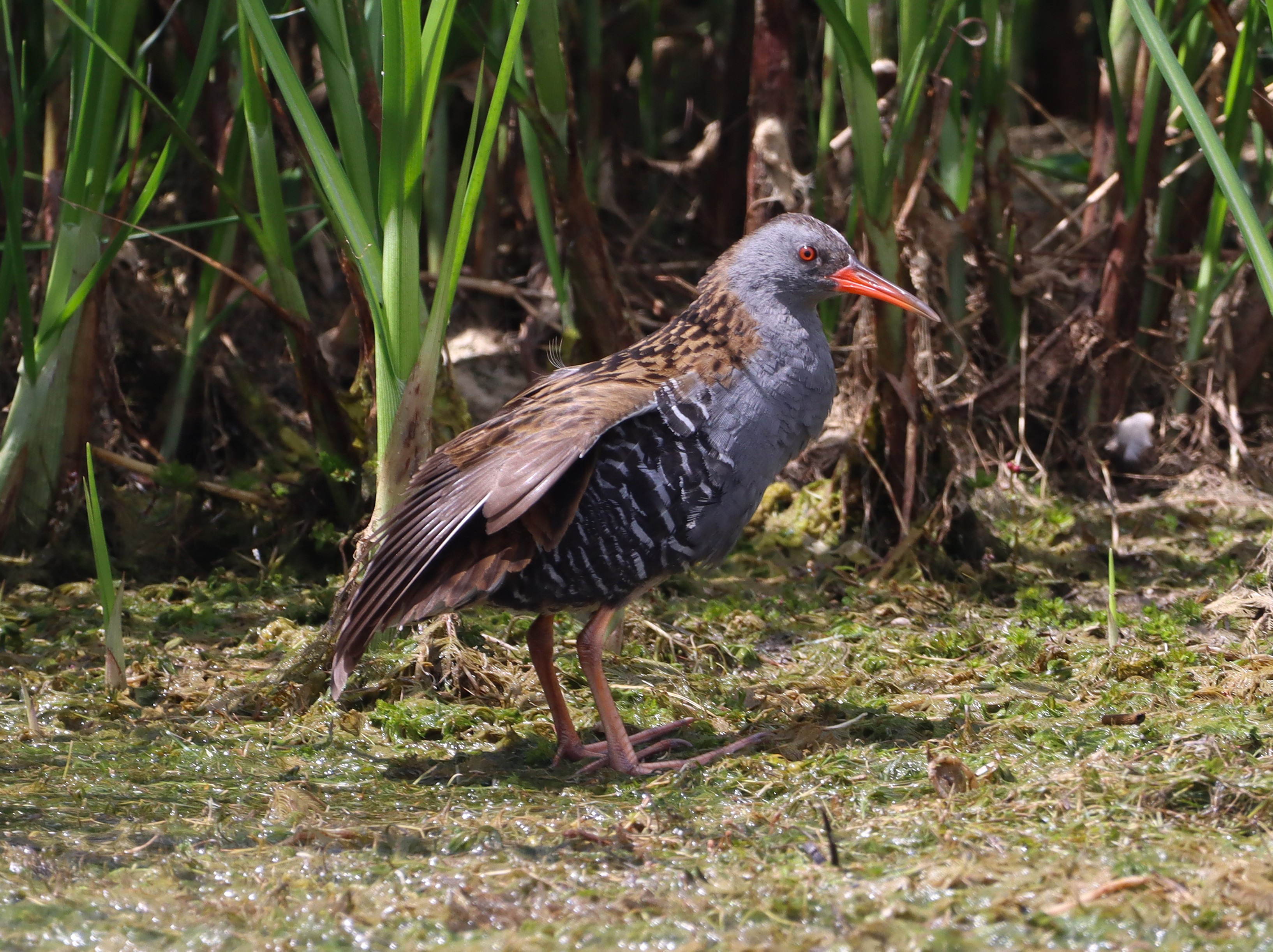 Water Rail - 28-06-2025