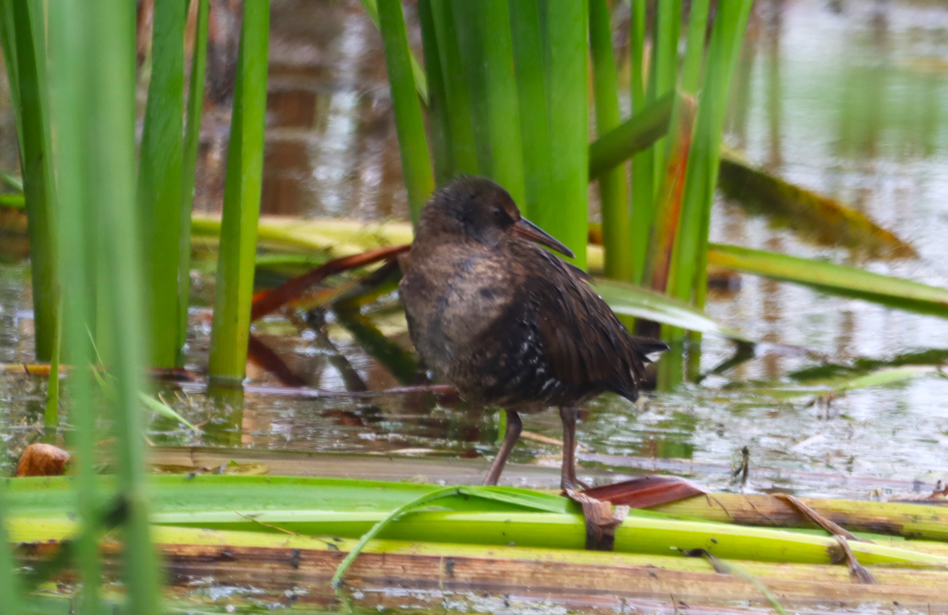 Water Rail - 24-08-2024