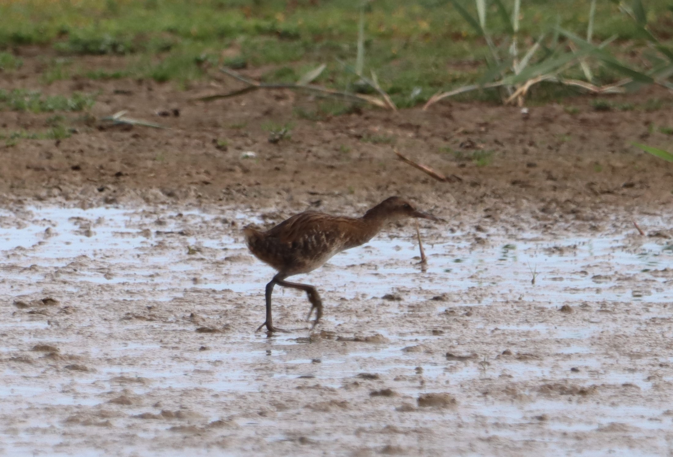 Water Rail - 20-07-2023