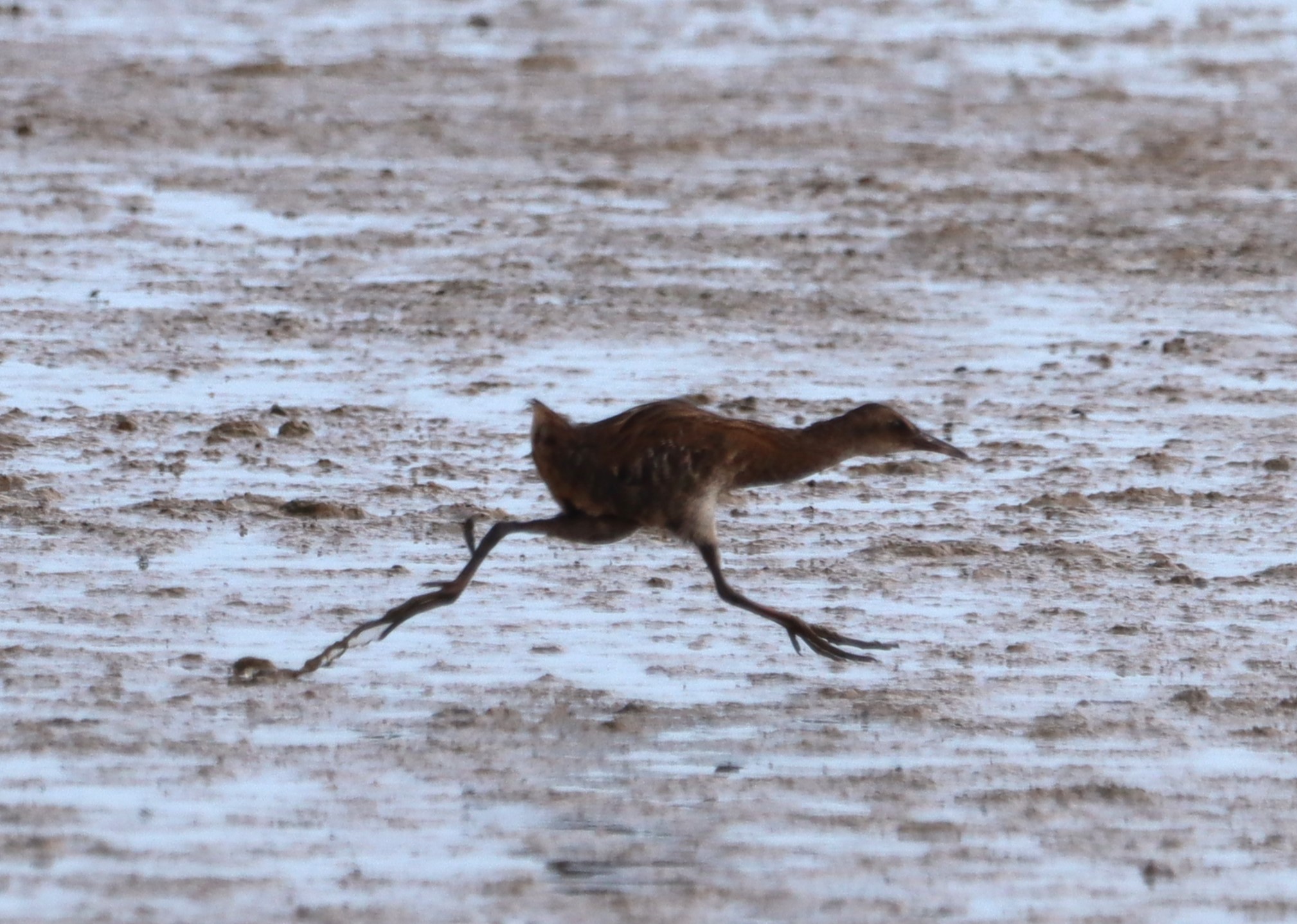 Water Rail - 20-07-2023