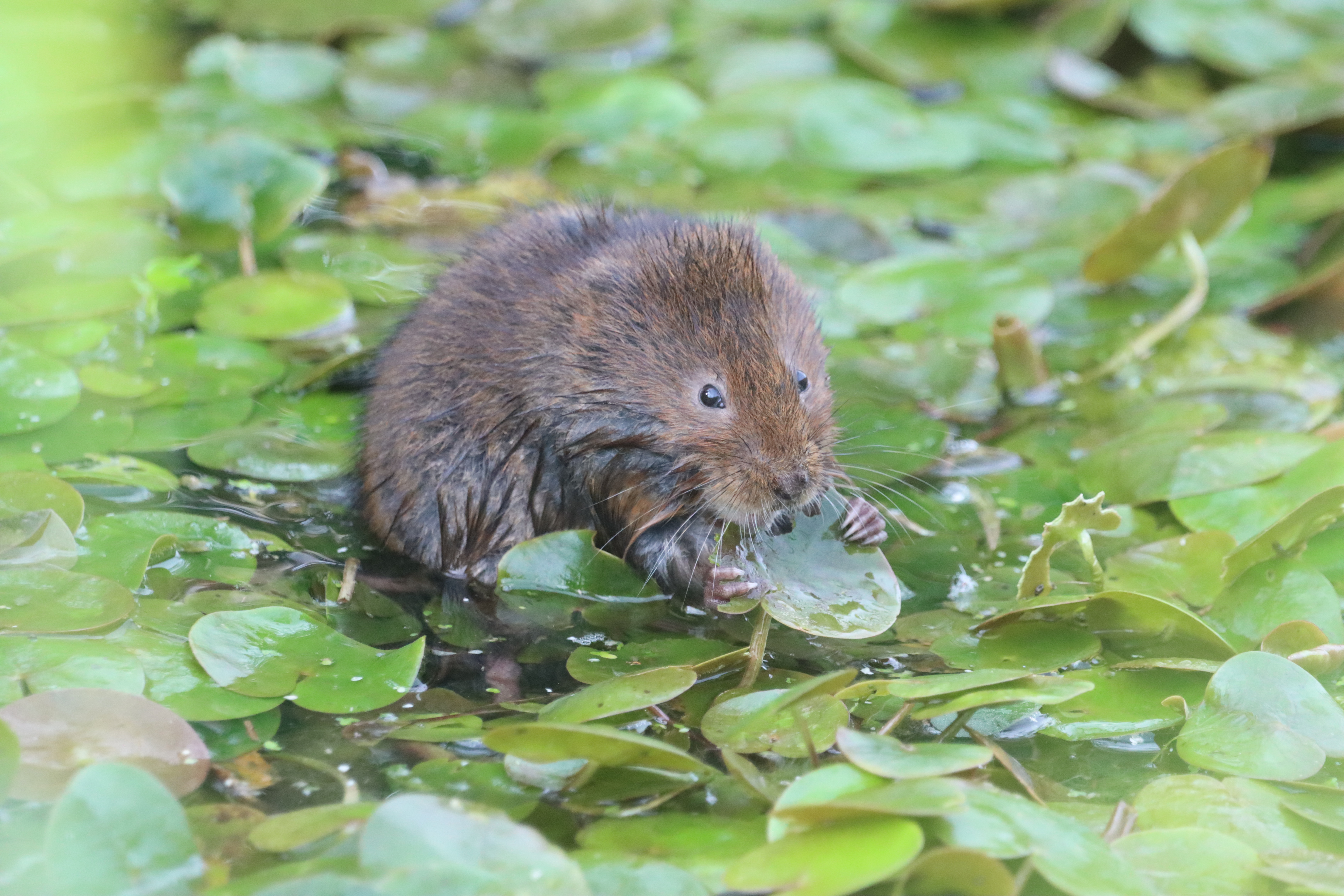 Water Vole - 03-09-2023