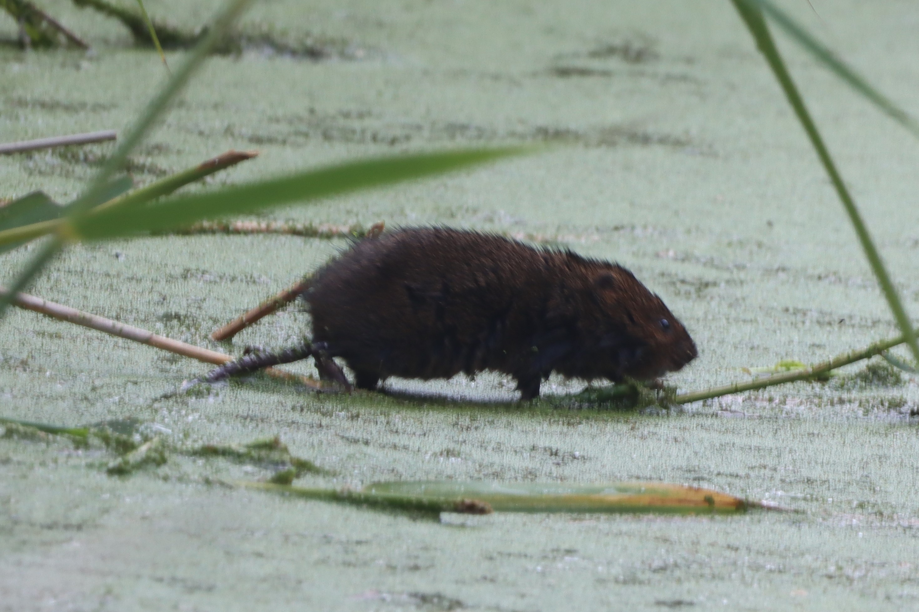 Water Vole - 09-08-2021