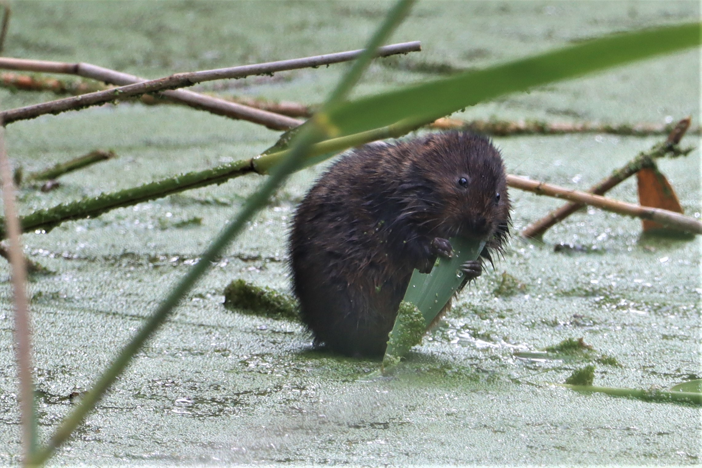 Water Vole - 09-08-2021