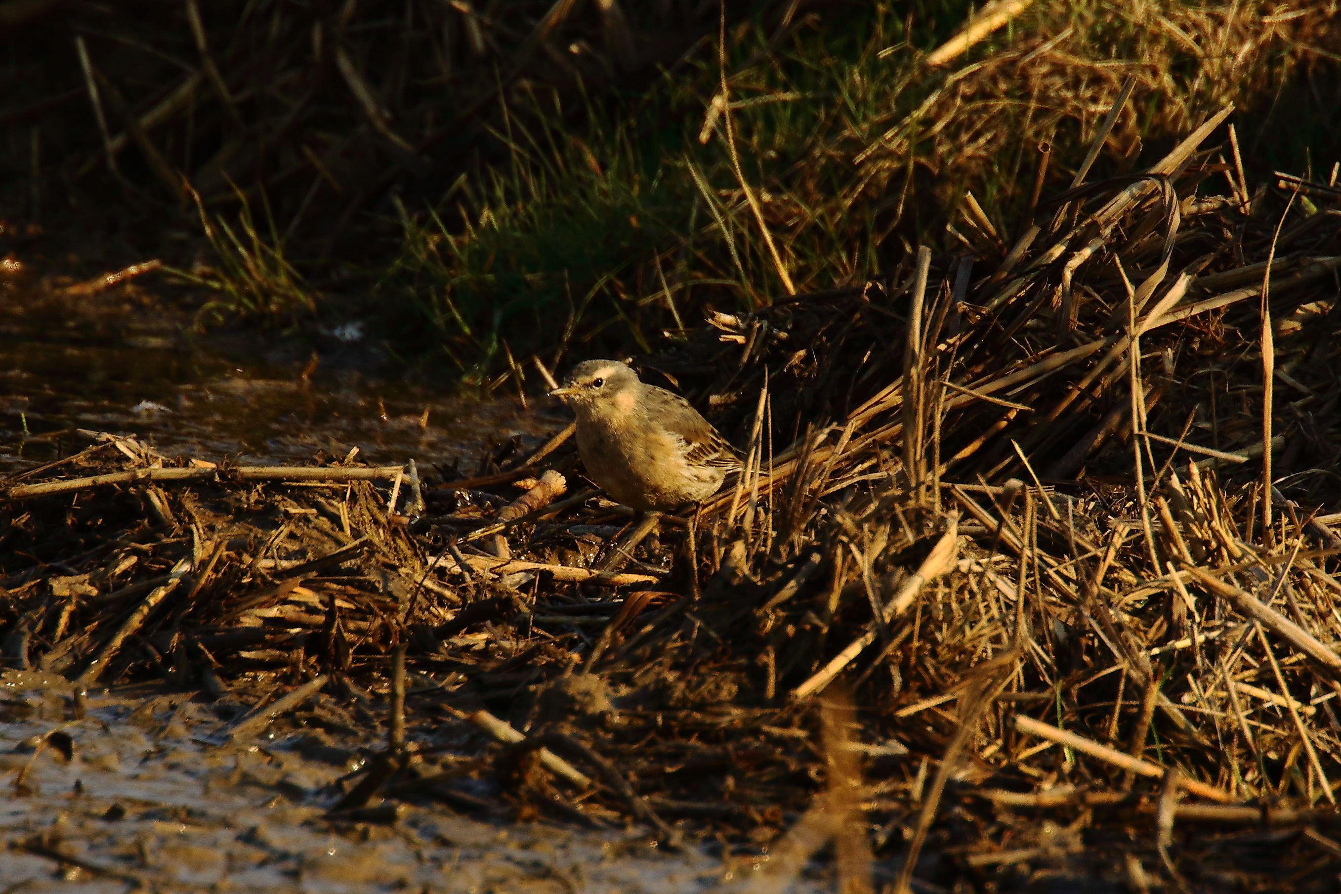 Water Pipit - 21-03-2022