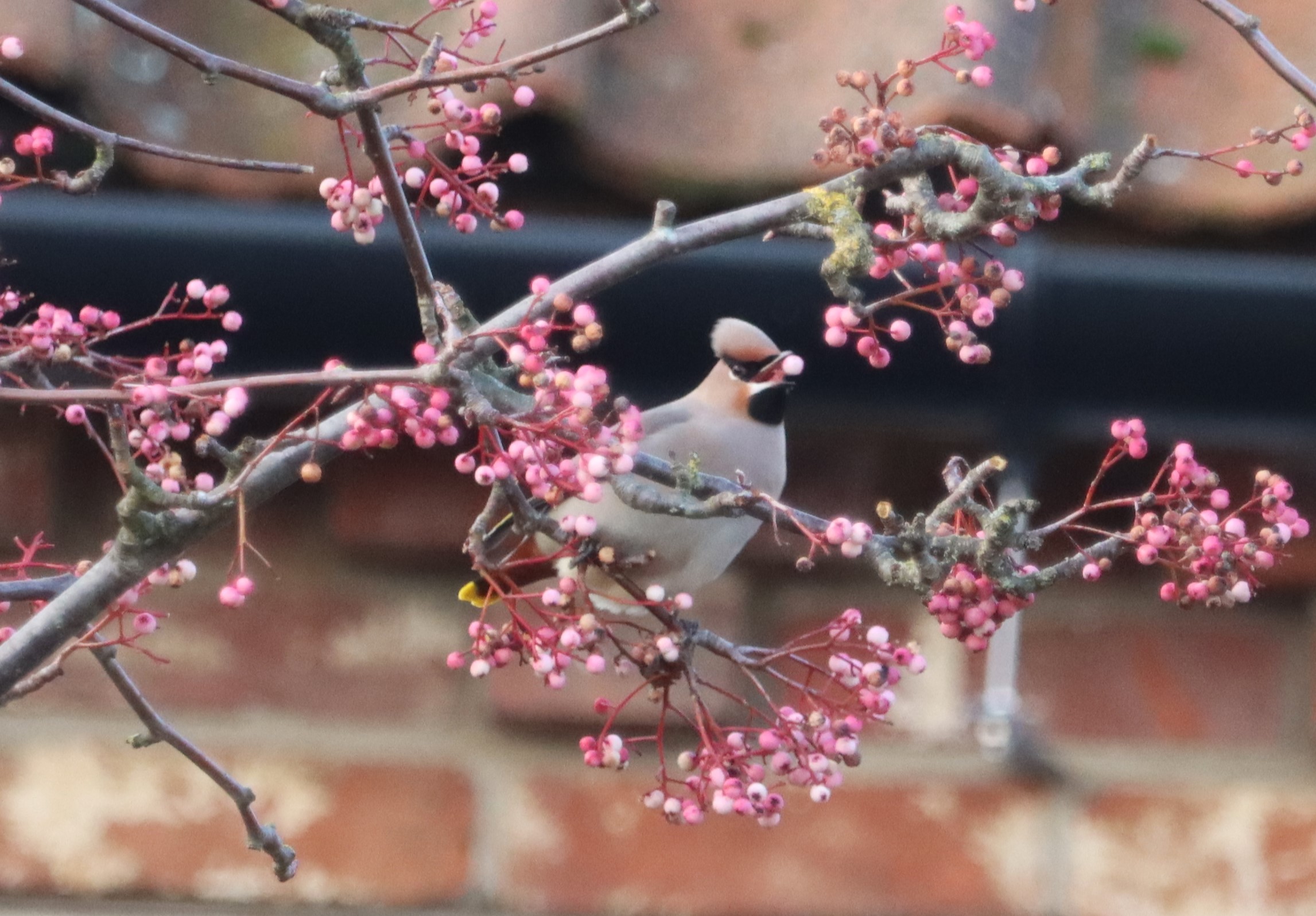 Waxwing - 06-01-2024