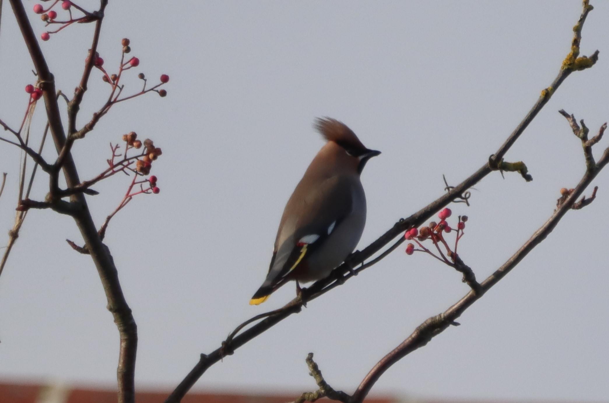 Waxwing - 06-01-2024