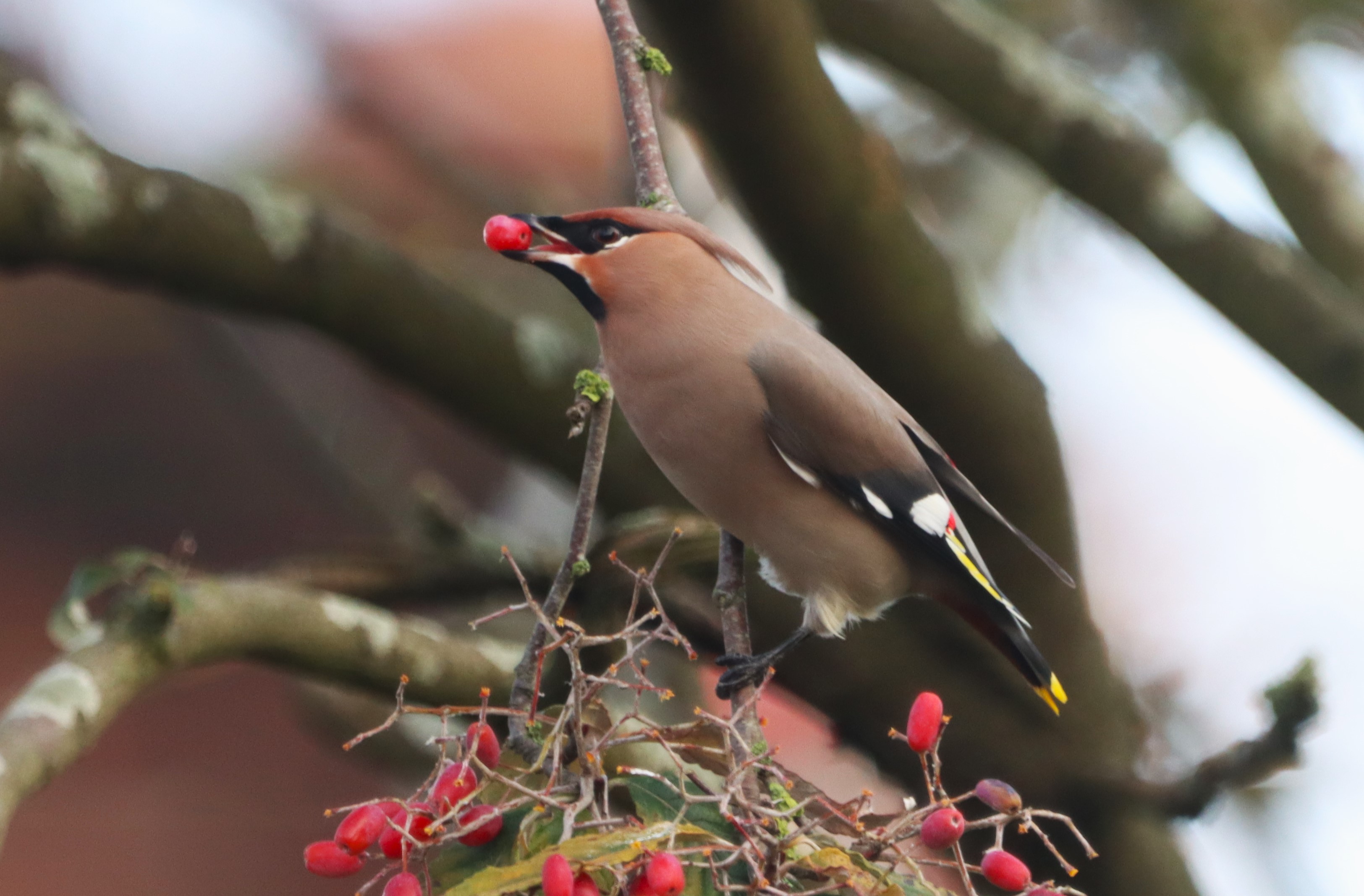 Waxwing - 10-11-2023